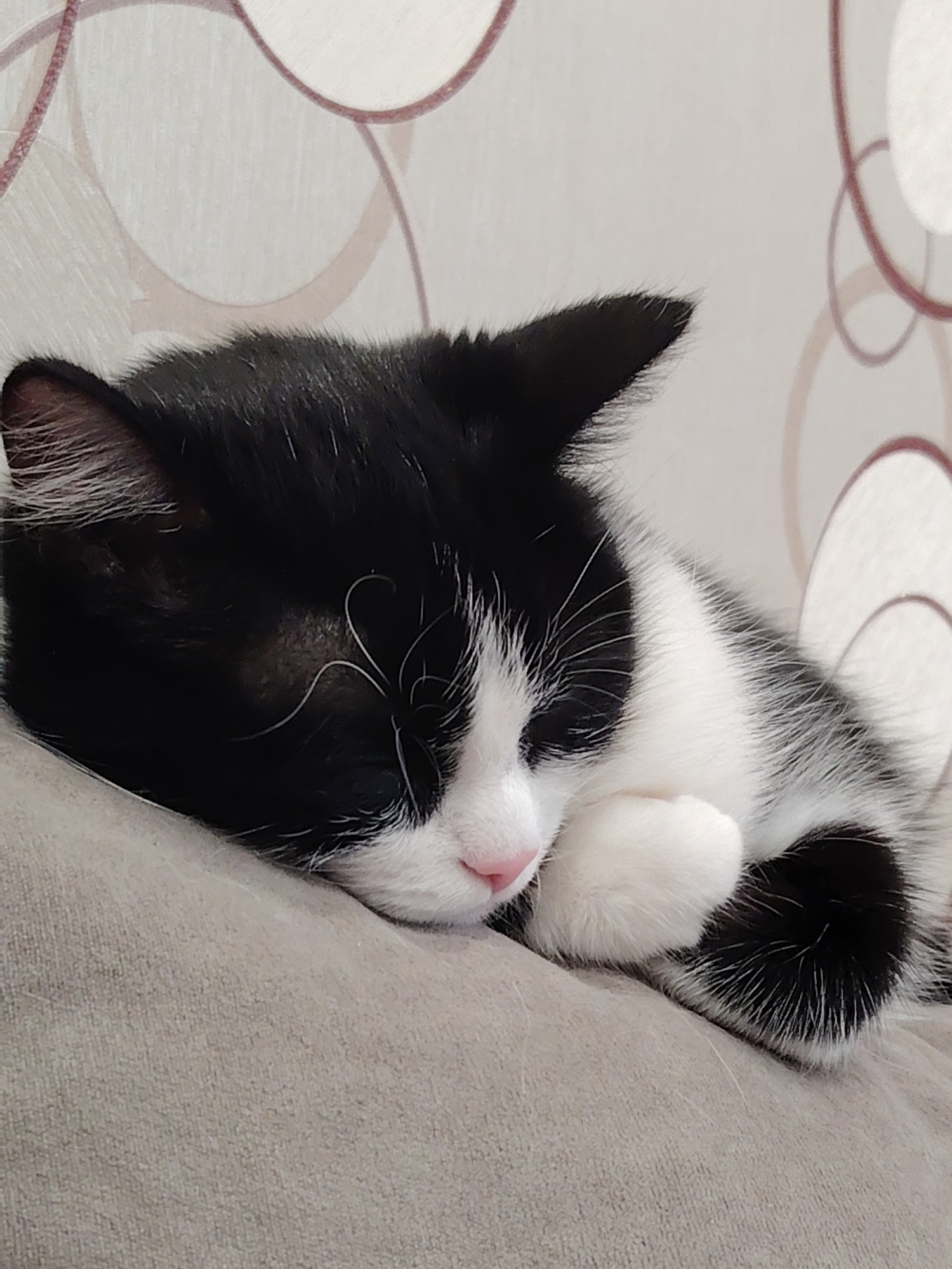 A black and white cat is sleeping on a gray pillow or cushion. The cat has its eyes closed and a pink nose. Its paws are tucked in close to its body. The background consists of a light-colored surface with faded circular patterns. The location and city are unknown.