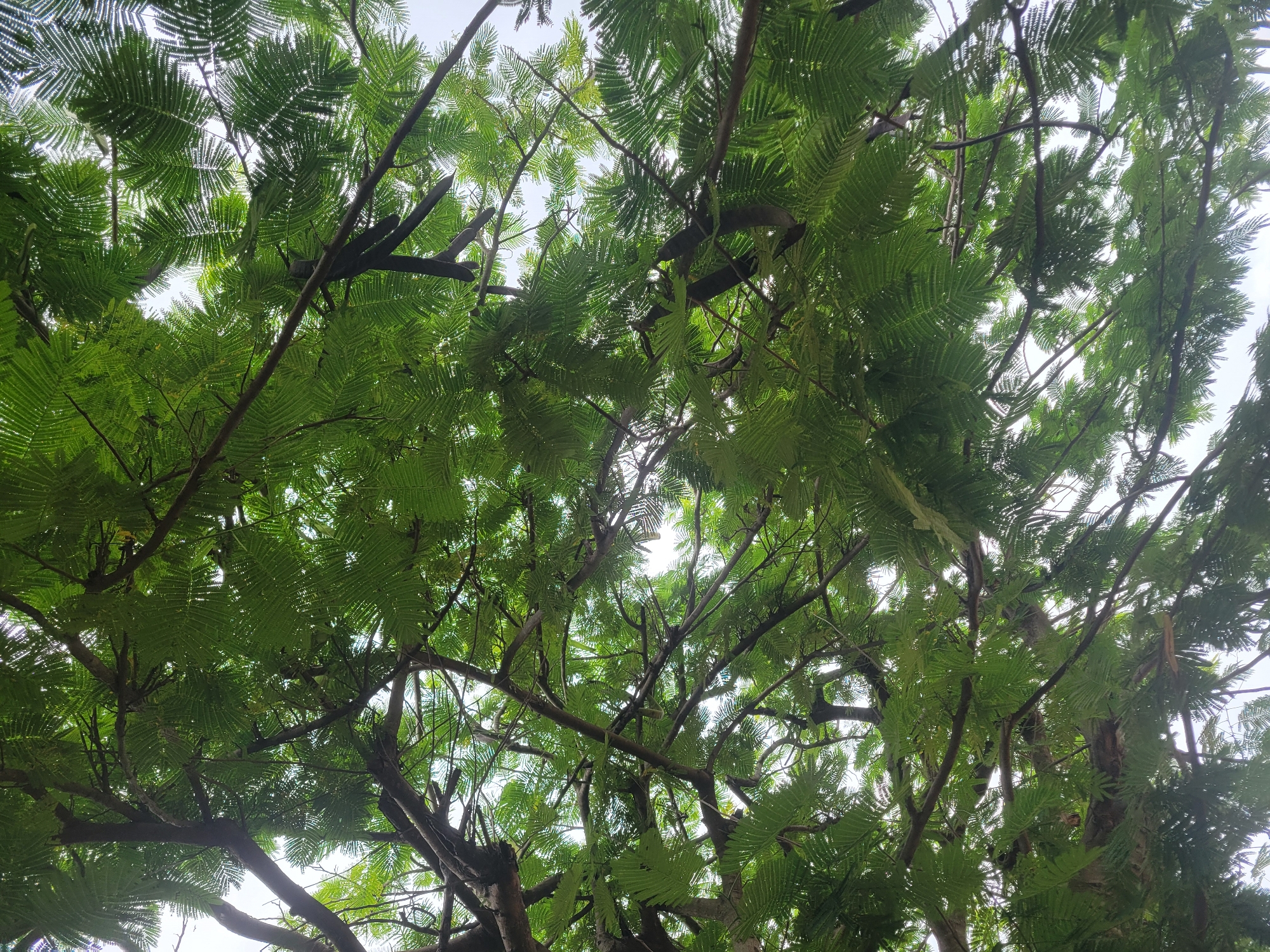 The image displays a dense, vibrant green tree canopy observed from directly below, with the sky visible through numerous gaps. The foliage consists of countless small, pinnately compound leaves, typical of a tree species such as *Delonix regia*, creating a fine, feathery texture throughout the upper two-thirds of the frame. Numerous dark brown to grey branches and smaller twigs form an intricate, interlocking network across the entire image. Patches of bright white or light grey sky are visible through the spaces in the leaves and branches, indicating an overhead light source consistent with an overcast day.
Several dark, elongated, and flattened seed pods, appearing mature and dry, are distinctly visible hanging from the branches. A cluster of these dark brown to black pods is prominent in the middle-lower right section of the image, with others scattered among the foliage. No human figures, animals, or man-made structures are discernible. The scene captures a natural arboreal environment located in the city of Keffi, Nigeria.