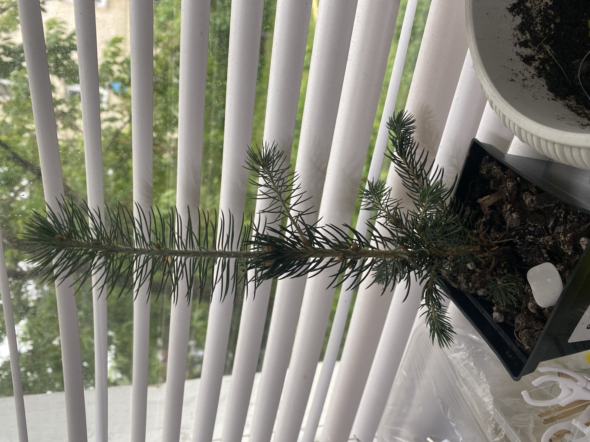 The image displays a small coniferous plant, likely a spruce or fir sapling, positioned indoors near a window in Artyom, Russia. The plant, with its numerous dark green needles, is rooted in a black rectangular plastic pot containing dark soil. A smooth, white, irregular-shaped stone rests on the soil within the pot. To the right, part of a larger, white, ribbed pot filled with soil is visible.
The background is dominated by a window covered with white vertical blinds, which are slightly angled, allowing diffused natural light to enter. Through the gaps in the blinds and a somewhat smudged window pane, a vibrant green outdoor scene is discernible, suggesting trees or bushes. The overall lighting indicates it is daytime. Below the plant pot, a clear plastic bag contains small white plastic objects, possibly dental flossers, alongside a bundle of thin wooden sticks or skewers. No specific activity is depicted, and no discernible text is visible.