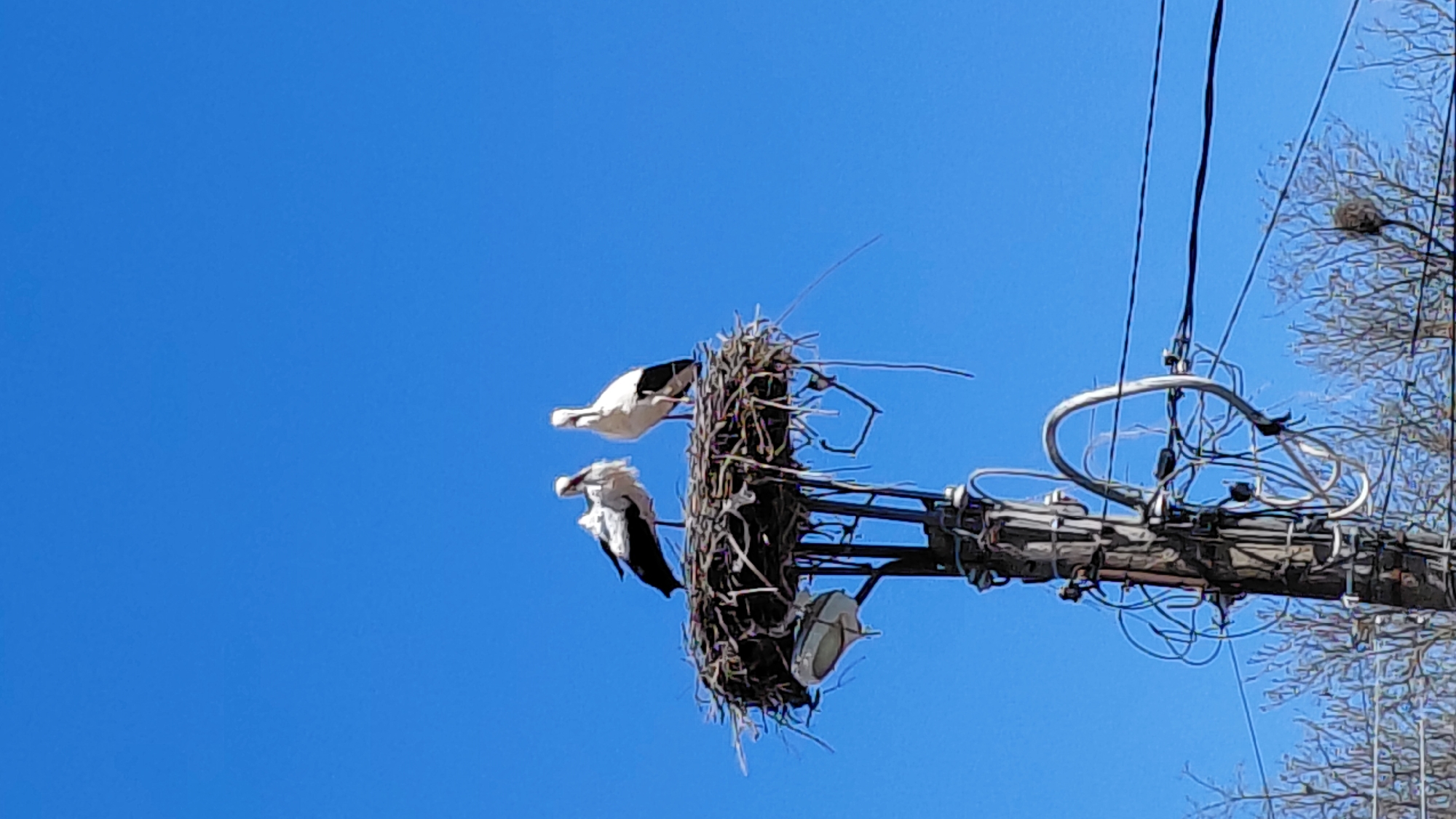 The image shows two white storks perched in a large nest atop a utility pole in an urban environment. The sky is bright blue. The nest appears to be made of sticks and straw. The utility pole is gray and has various wires and hardware attached to it. Bare trees are visible in the background.