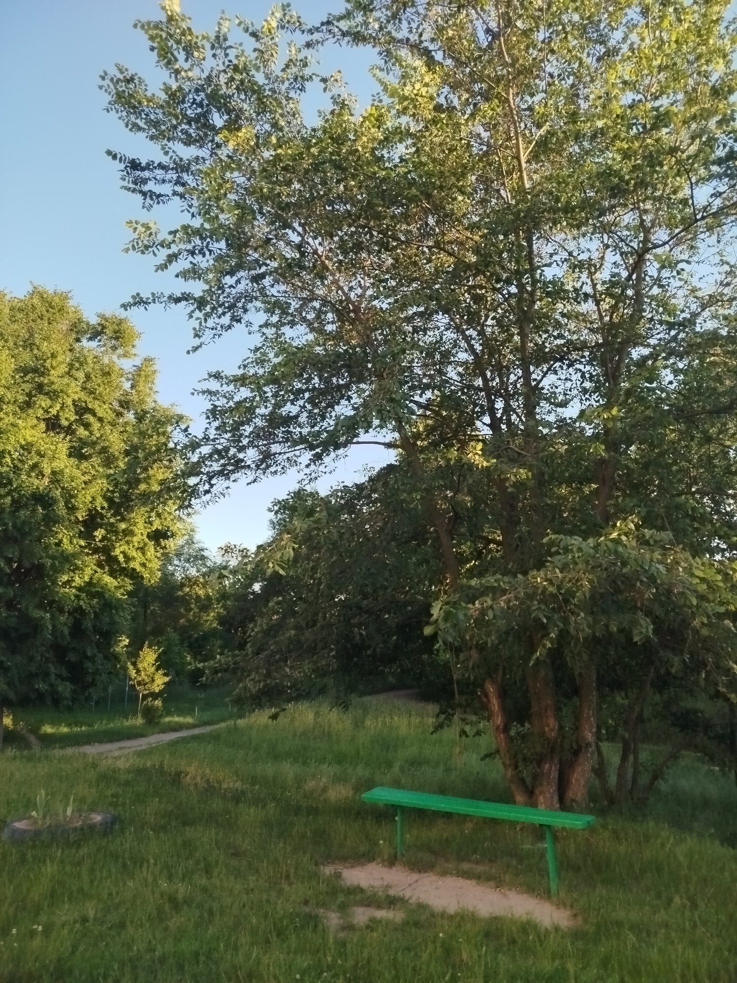 The image depicts a serene outdoor scene in a park-like setting, likely within the city of Chernihiv, Ukraine, based on the visual cues. In the foreground, a vibrant green park bench sits on a patch of sand surrounded by lush green grass. Behind the bench, a cluster of trees with thick, textured bark dominates the midground, their branches laden with dense foliage that casts shadows on the ground. To the left, a winding path meanders through the grassy area, disappearing into the distance. The background is filled with more trees and a clear blue sky, suggesting a pleasant, sunny day. The overall impression is one of a tranquil, natural space, possibly a public park or a quiet corner of a garden.