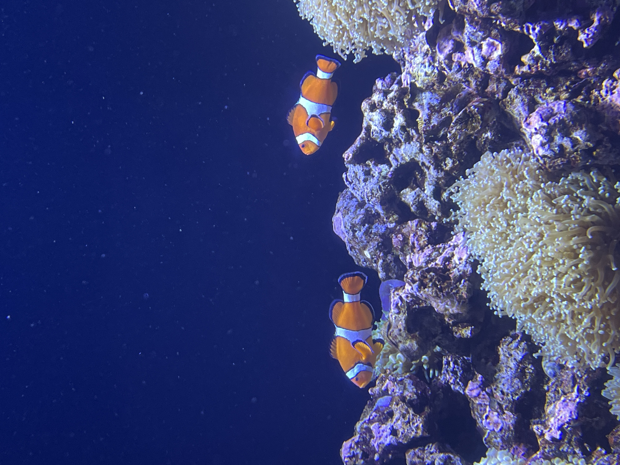 The image depicts two clownfish in a dark blue aquatic environment, likely a saltwater aquarium. The fish are orange with white stripes. They are positioned near a rock structure covered in various types of coral, including a light-colored anemone-like coral. The water is dark blue, with some particulate matter visible in the water column.
Location: The image likely comes from the Oceanário de Lisboa (Lisbon Oceanarium) in Lisbon, Portugal.