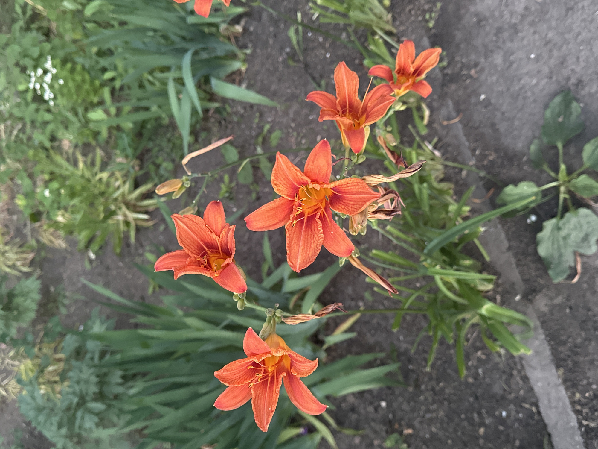 This is a close-up, high-angle shot of several vibrant orange daylilies in bloom. The flowers are the primary subjects, with their delicate petals and prominent stamens clearly visible. The lilies are positioned on green stems amidst lush green foliage and some darker, dry plant matter. The background consists of a coarse, greyish-brown surface, possibly a pathway or garden bed, with hints of green plants and a concrete strip on the right side. The lighting suggests it is daytime, likely overcast or in the shade, as there are no harsh shadows. The scene evokes a sense of natural beauty and growth, typical of a garden setting. There is no text visible in the image. The context of Odesa, Ukraine, places this natural scene within an urban or suburban environment in that region.