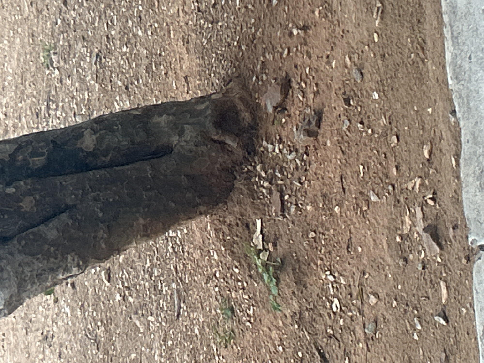 The image shows the base of a tree trunk in Santa Ana, Venezuela. The ground around the tree is composed of reddish-brown soil with numerous small pebbles and some larger stones. There are a few small green plants growing in the soil. The tree trunk is rough and textured, with visible bark. The scene appears to be outdoors in a natural or park-like setting.