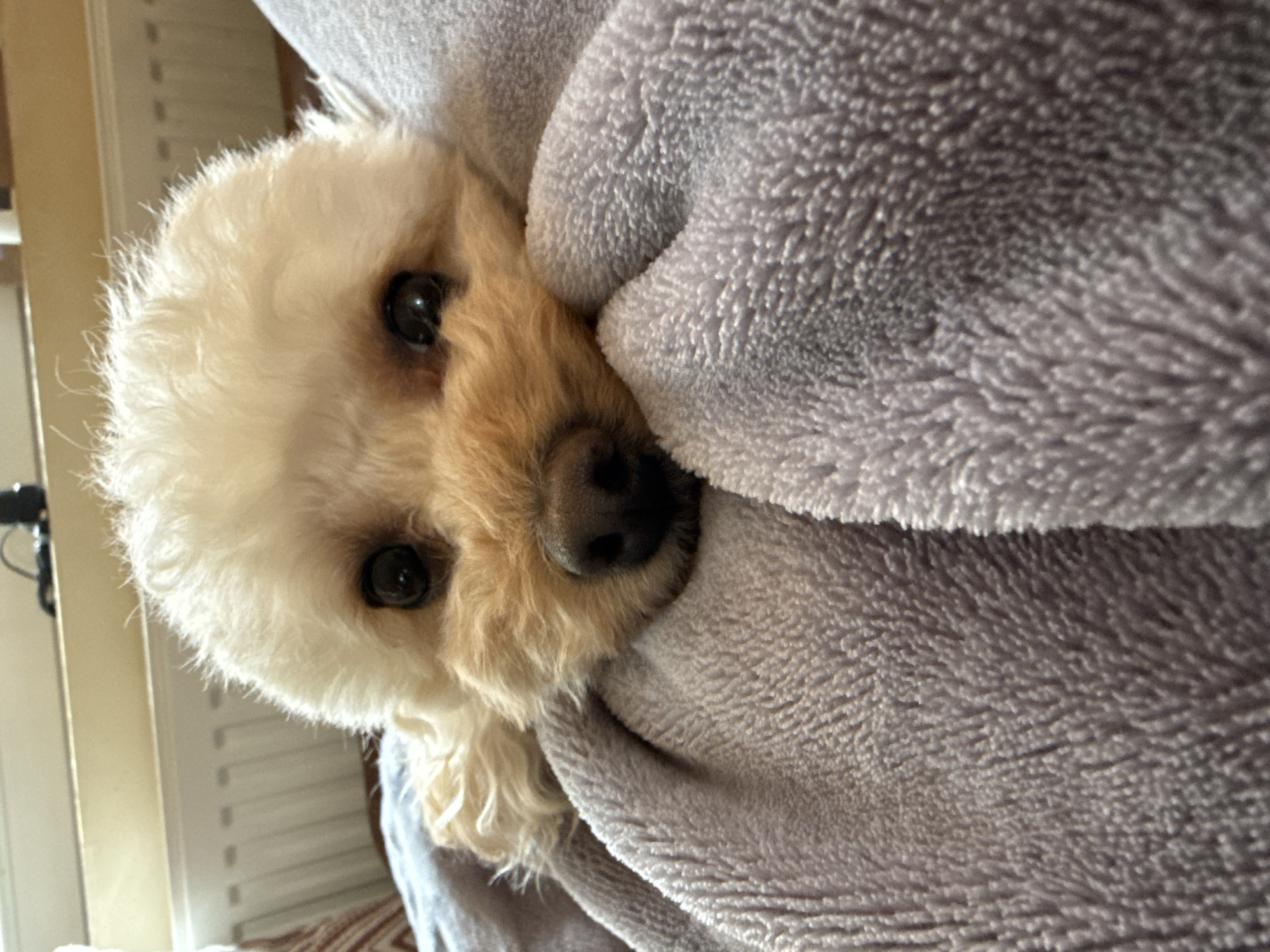 A close-up, angled shot depicts a light-colored dog nestled in a gray blanket. The dog appears to be a poodle mix, with white fur on its head and tan fur around its face and nose. It has dark, round eyes and a black nose. The blanket is a soft, textured material. The background is blurry, but a wall and window are visible on the left side of the frame. No information suggests this image was taken in Troyan, Bulgaria.