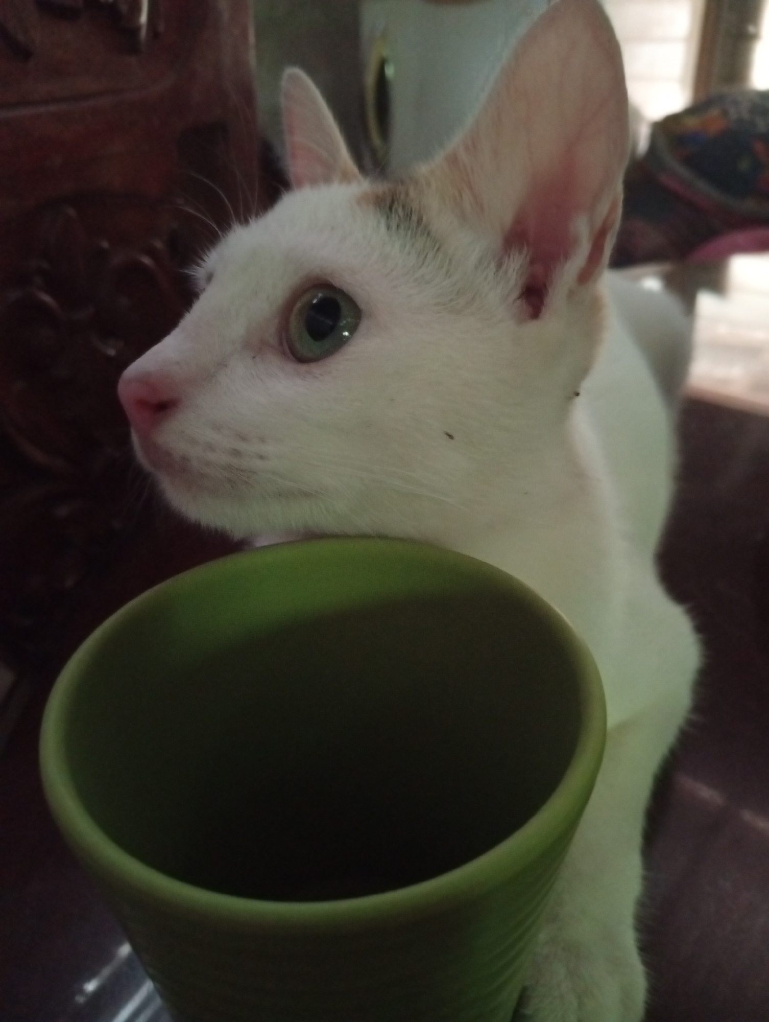 The image shows a close-up view of a white cat with green eyes. The cat's head is resting on the rim of a green cup. The cat has some brown markings on its head and ears. In the background, there is a dark, wooden surface and some blurry objects. The scene appears to be indoors, possibly in a home in Cordon, Philippines, given the context. There are no people visible in the image. The lighting is dim, suggesting it might be taken in the evening or in a poorly lit room.