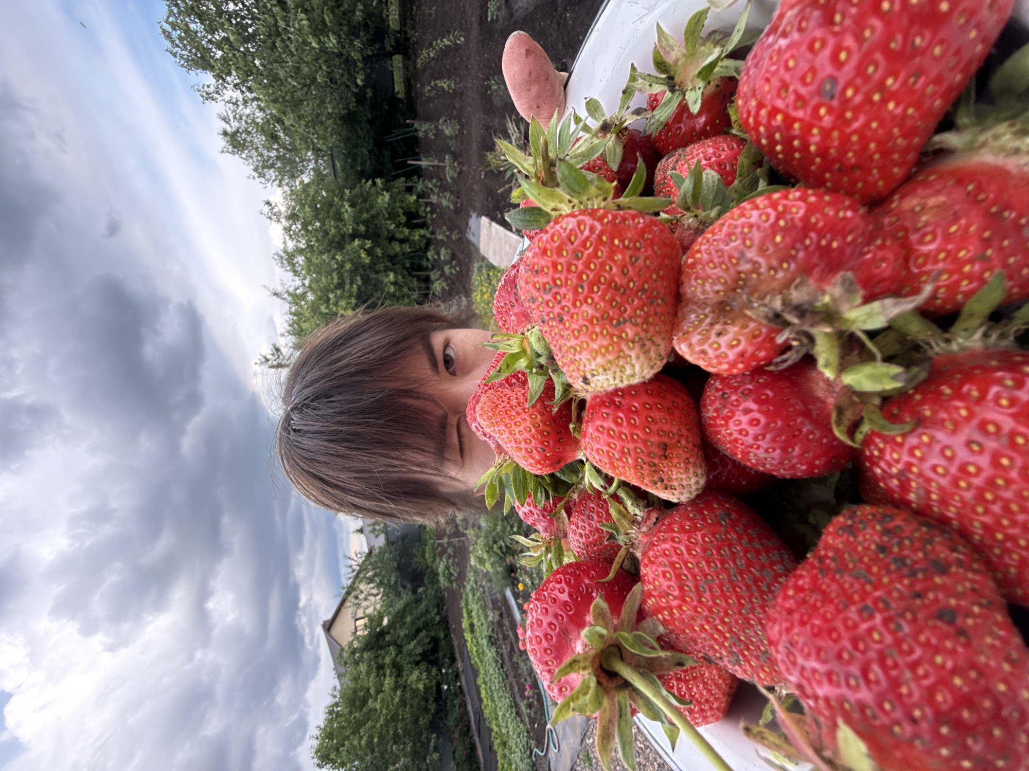 A close-up, low-angle outdoor portrait features an individual holding a large white basin filled with freshly picked strawberries. The person's face is partially obscured by the overflowing strawberries, with only the upper portion visible, revealing dark brown hair and eyes. The individual is winking with their right eye (viewer's left), while their left eye is open. A portion of a hand, consistent with skin tone and possibly soiled, is visible on the far right, supporting the basin.
The basin contains a substantial quantity of ripe, red strawberries, many of which still retain their green calyxes and short stems. Some strawberries exhibit minor blemishes or dirt, indicative of recent harvesting.
In the background, an outdoor environment unfolds under a cloudy sky. To the left, a garden plot with visible rows of cultivation, dirt paths, and a coiled blue hose is discernible. Beyond the garden, dense green foliage and trees surround a building with a light-colored facade and a dark roof. To the right, more green trees and a cultivated area are present. The sky above transitions from darker, denser clouds on the left to lighter, more diffused clouds on the right, suggesting varied atmospheric conditions. The scene is set in an unspecified outdoor location in the city of Unknown, Unknown.