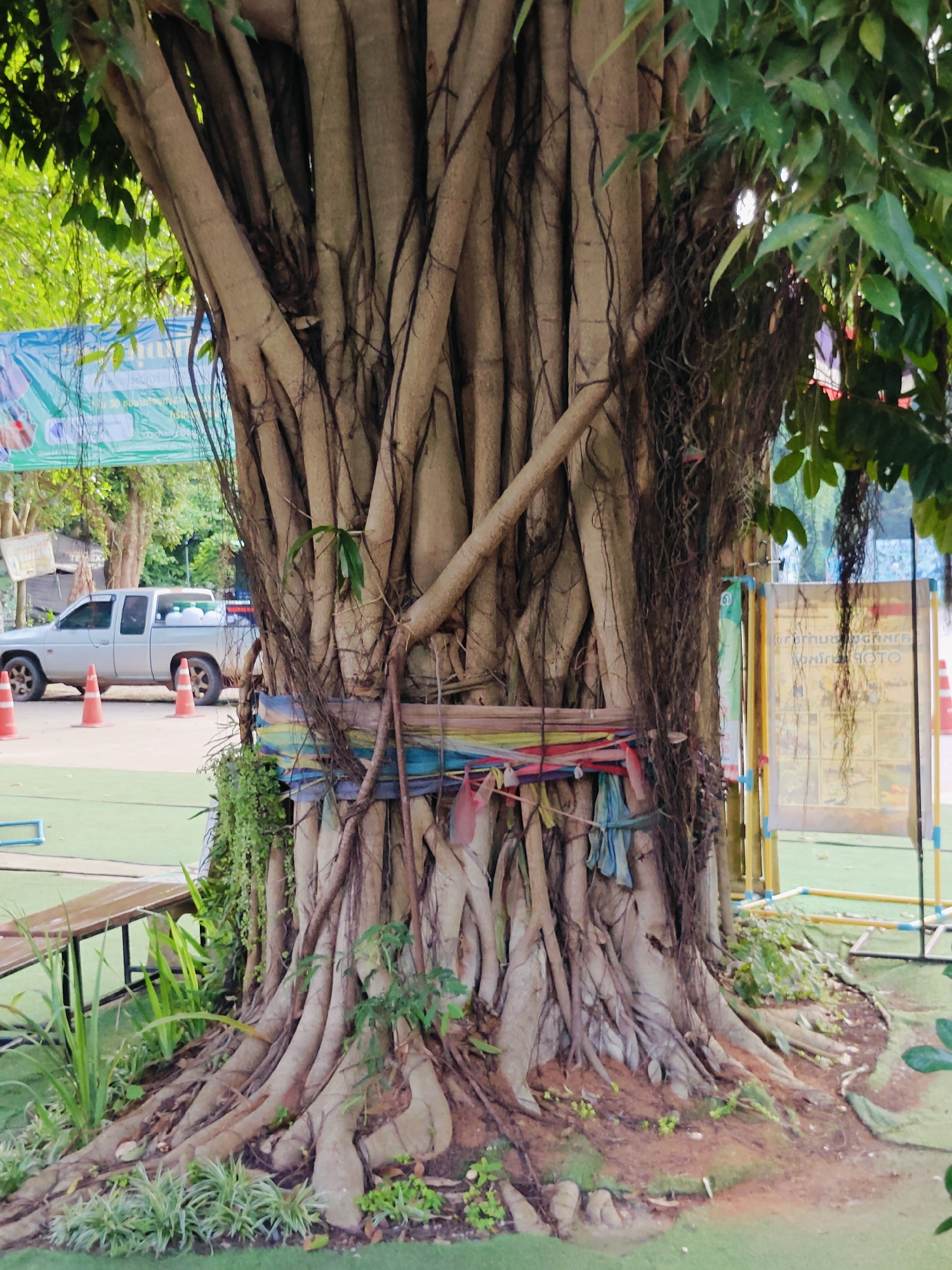 A close-up, vertical shot captures the massive, gnarled trunk of a banyan tree in Tambon Mu Si, Thailand. The tree's base is a complex network of thick, interwoven roots that spread outwards, some exposed above ground and covered in moss. Hanging aerial roots descend from the branches, creating a curtain-like effect. Wrapped around the lower portion of the trunk are colorful fabric strips and pieces of cloth, possibly an offering or decoration. Lush green foliage of the tree forms a canopy overhead.
In the background, out of focus, a light-colored pickup truck is parked on a road, with several orange traffic cones visible. A light blue banner with text is strung across the background. To the right of the tree, a white board with Thai writing and illustrations is mounted on a yellow and blue frame. The ground around the tree is covered with a green artificial turf-like material, with some patches of dirt and small plants. To the left, a wooden bench with a metal frame is partially visible. The scene appears to be an outdoor public space, possibly a park or roadside attraction.