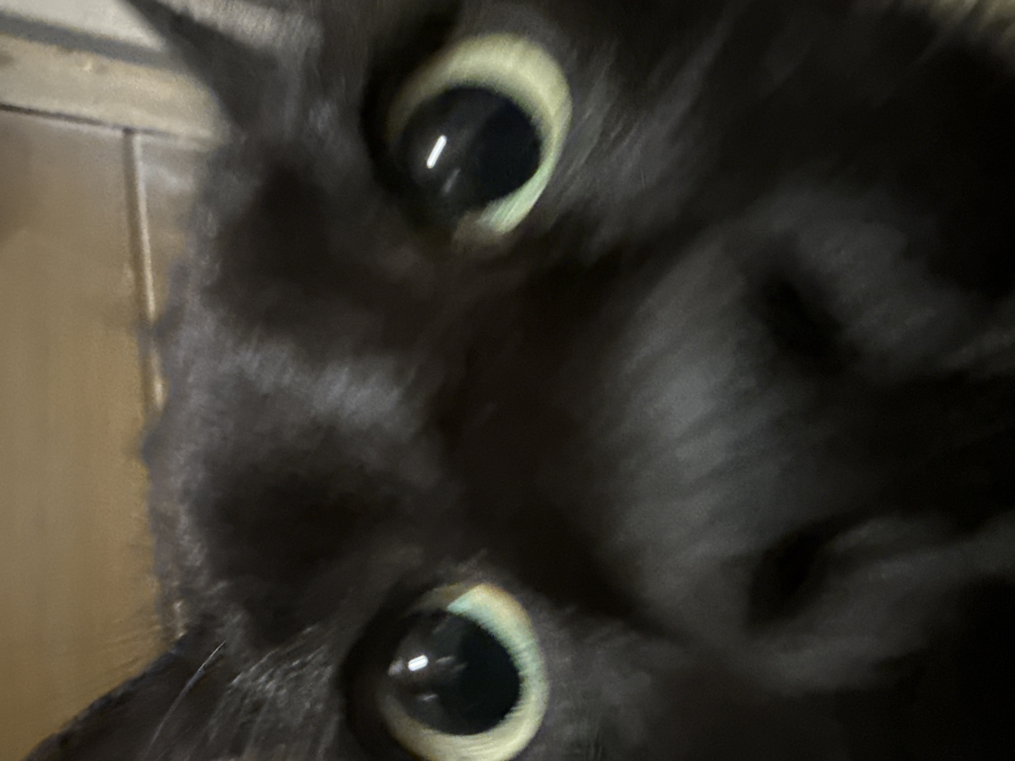 A close-up, slightly out-of-focus, portrait of a black cat's face. The cat's head is tilted, so one eye is positioned above the other. The cat has large, round eyes with green irises and black pupils, with a reflection of light in each. The cat's fur is black, and the background is blurry and indistinct, suggesting it is indoors. There is no evidence to suggest this image was taken in Saint Petersburg, Russia, or any other specific location.
