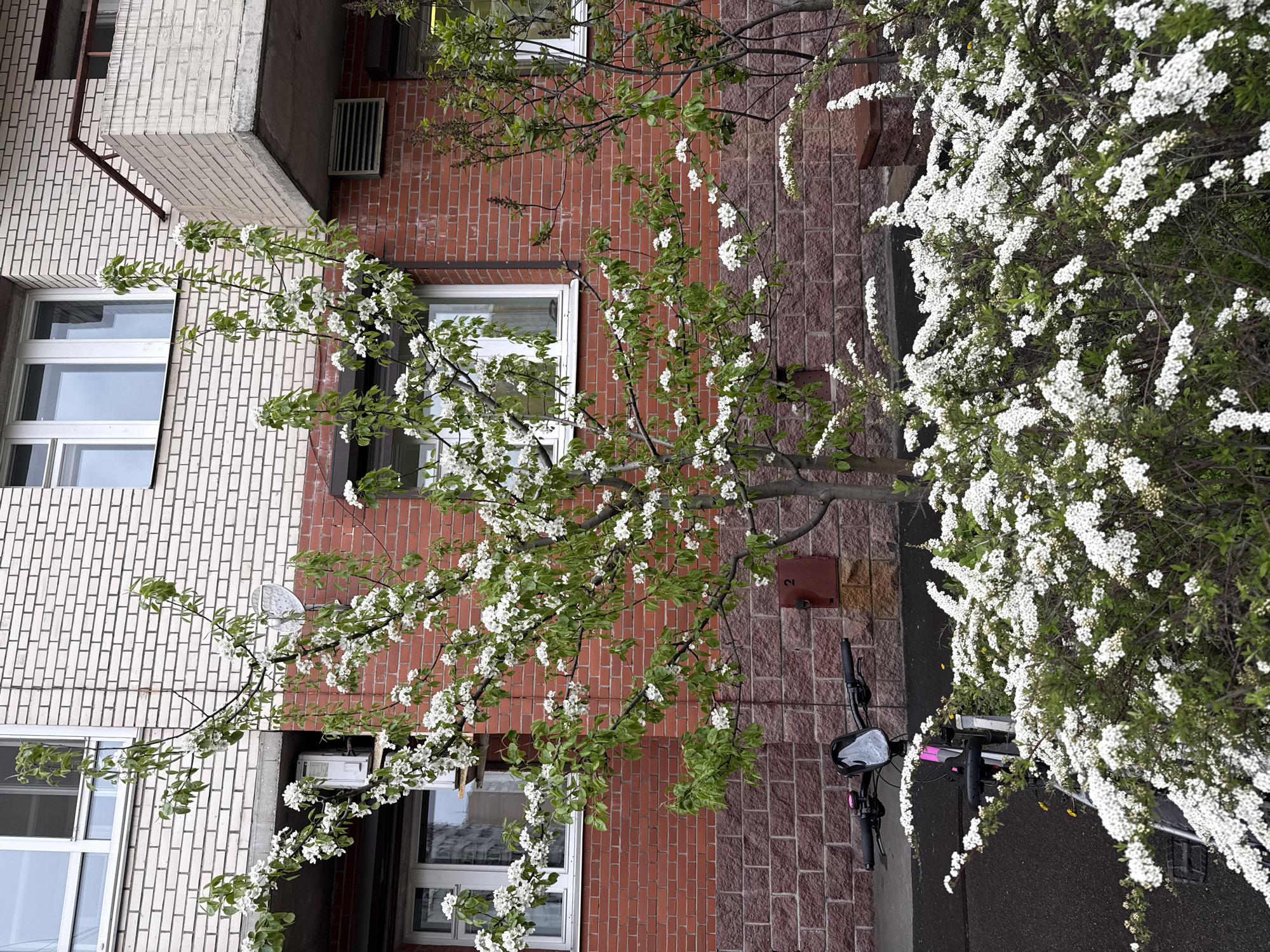The image depicts a view of buildings and foliage in Saint Petersburg, Russia. Two buildings are visible: one with light-colored brick and another with red brick. Each building has at least two windows. There's a satellite dish on the light-colored brick building. Air conditioning units are affixed to both buildings.
A flowering tree with white blossoms is prominently featured in the center of the frame. To the right of the tree, there's a large bush also covered in white flowers. A bicycle is parked along the wall near the bush. A small brown rectangular sign with a number "2" is visible on the brick wall. The scene appears to be an outdoor area, possibly a courtyard or street in a residential area.