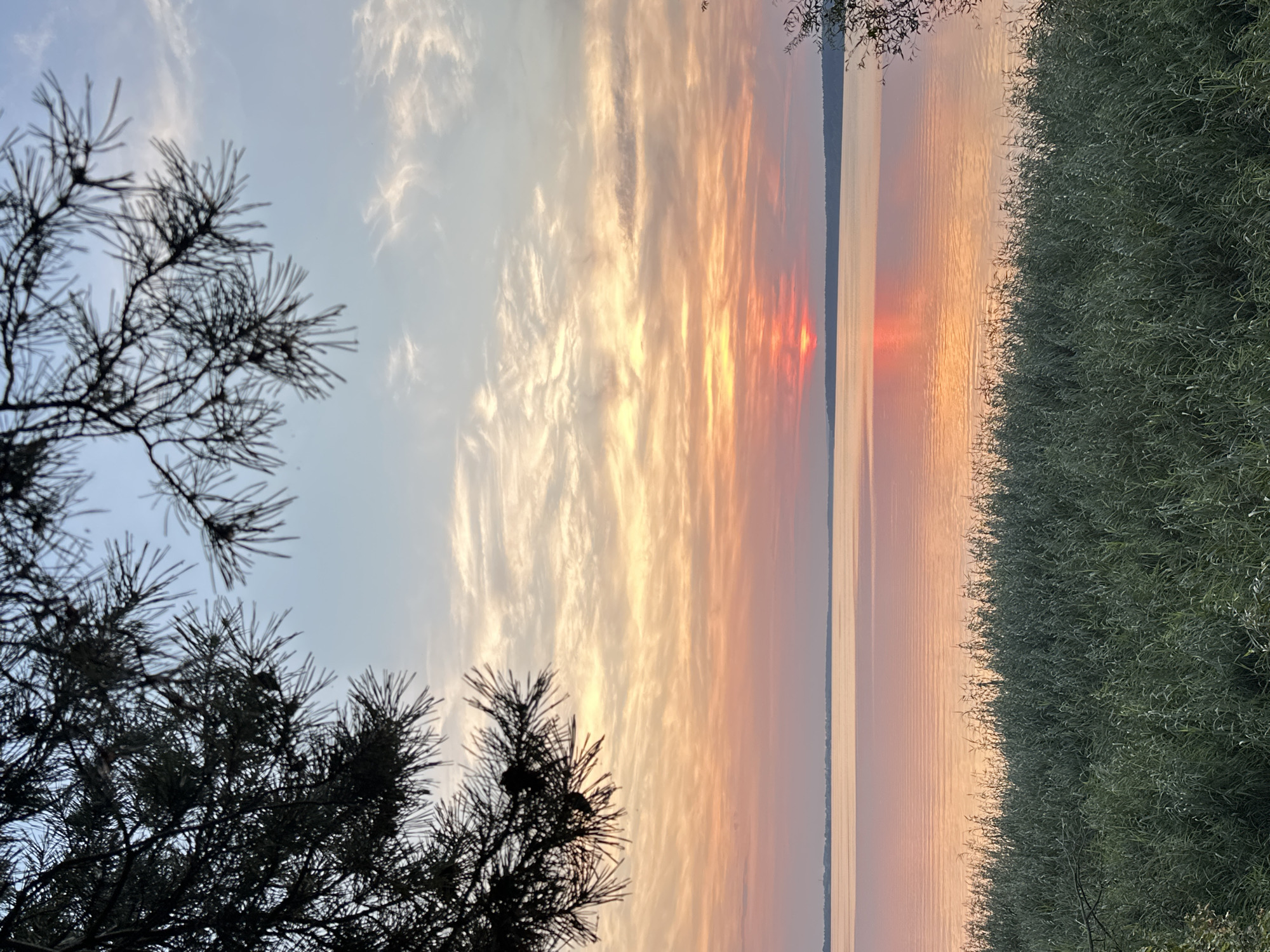 This is a vertical, full-shot photograph of a sunset over a body of water, as viewed from a grassy shoreline. In the foreground, a dense thicket of green grass and reeds occupies the bottom third of the frame. Dark branches of a pine tree with needles are silhouetted against the sky in the upper left and upper right corners of the image. The middle section of the image depicts a wide, calm body of water, likely a lake or a wide river, reflecting the colors of the sunset. The water's surface is smooth with very subtle ripples. The horizon line is visible in the distance, showing a low, dark silhouette of land. The sky is filled with a gradient of colors typical of sunset. The upper portion of the sky is a pale blue, transitioning to streaks of white and gray clouds. As it descends, the sky erupts in warm hues of orange and pink, with the sun itself appearing as a small, bright orange disk near the horizon. The location is identified as Sadovka, Russia. There are no people or animals visible in the image.