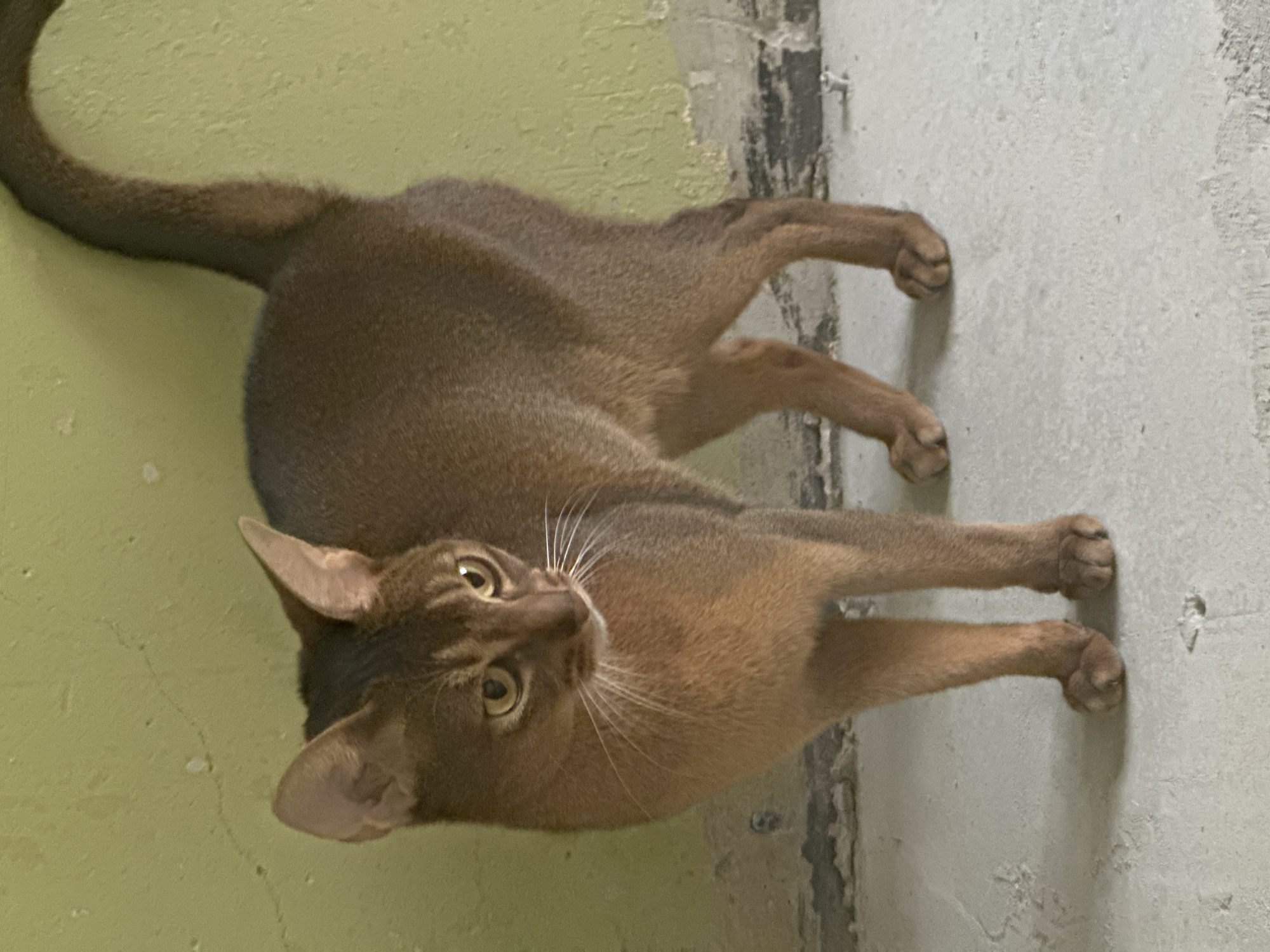 An Abyssinian cat with a ruddy brown, ticked coat stands indoors in Moscow, Russia. The cat faces slightly right, with its head tilted downward, displaying alert yellow eyes and prominent white whiskers. Its tail is raised and curved. The animal is positioned against a faded, light green wall exhibiting significant paint loss and peeling in its lower section, revealing a dark grey substrate. The floor is light grey, possibly concrete, showing minor surface imperfections and debris.