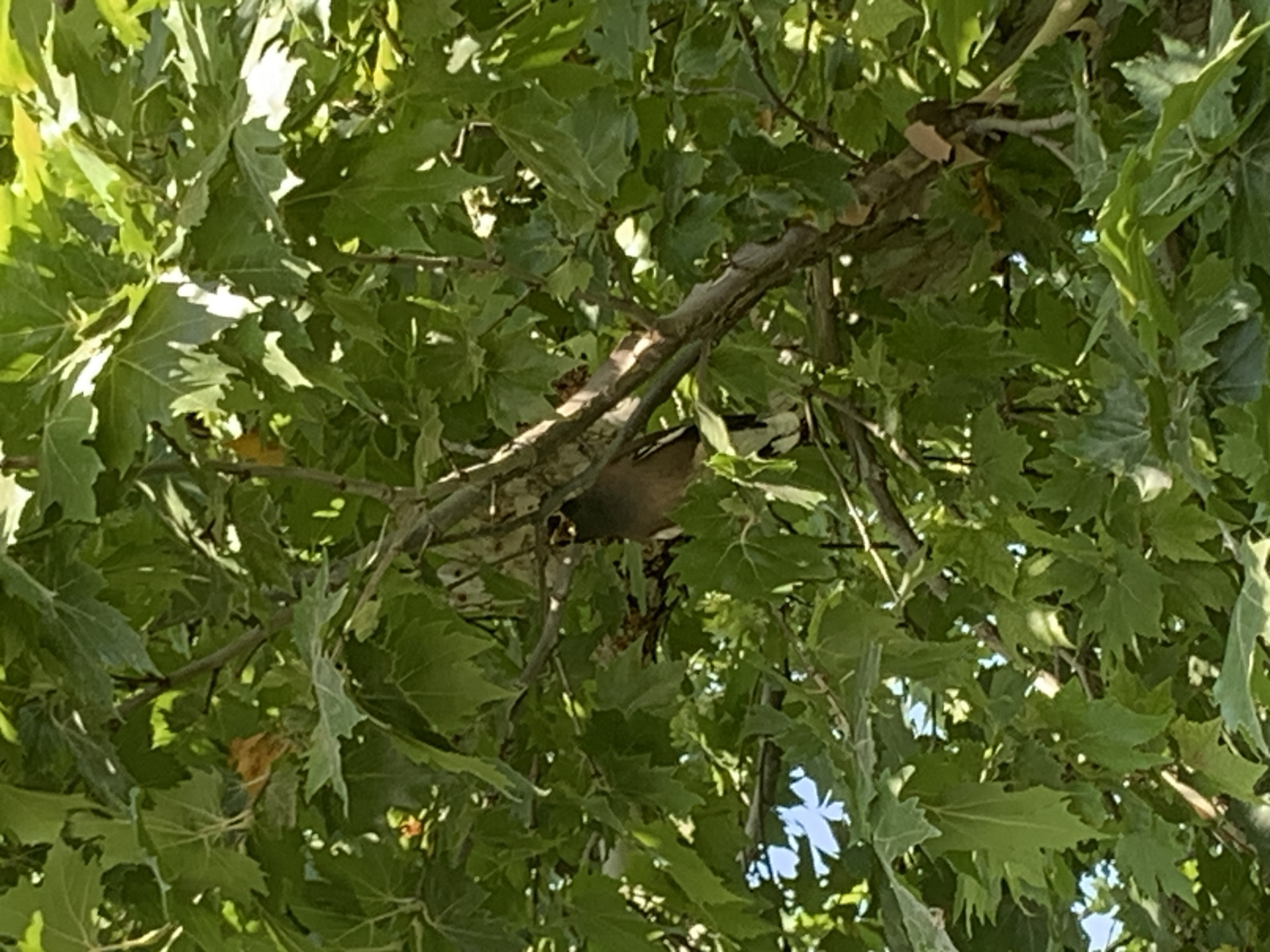 A common myna bird is perched on a branch of a tree with green leaves. The bird is brown and black with a yellow beak and legs. The tree is in a park or garden, as suggested by the natural light and foliage. The specific location in Tashkent, Uzbekistan, cannot be determined from the image alone.