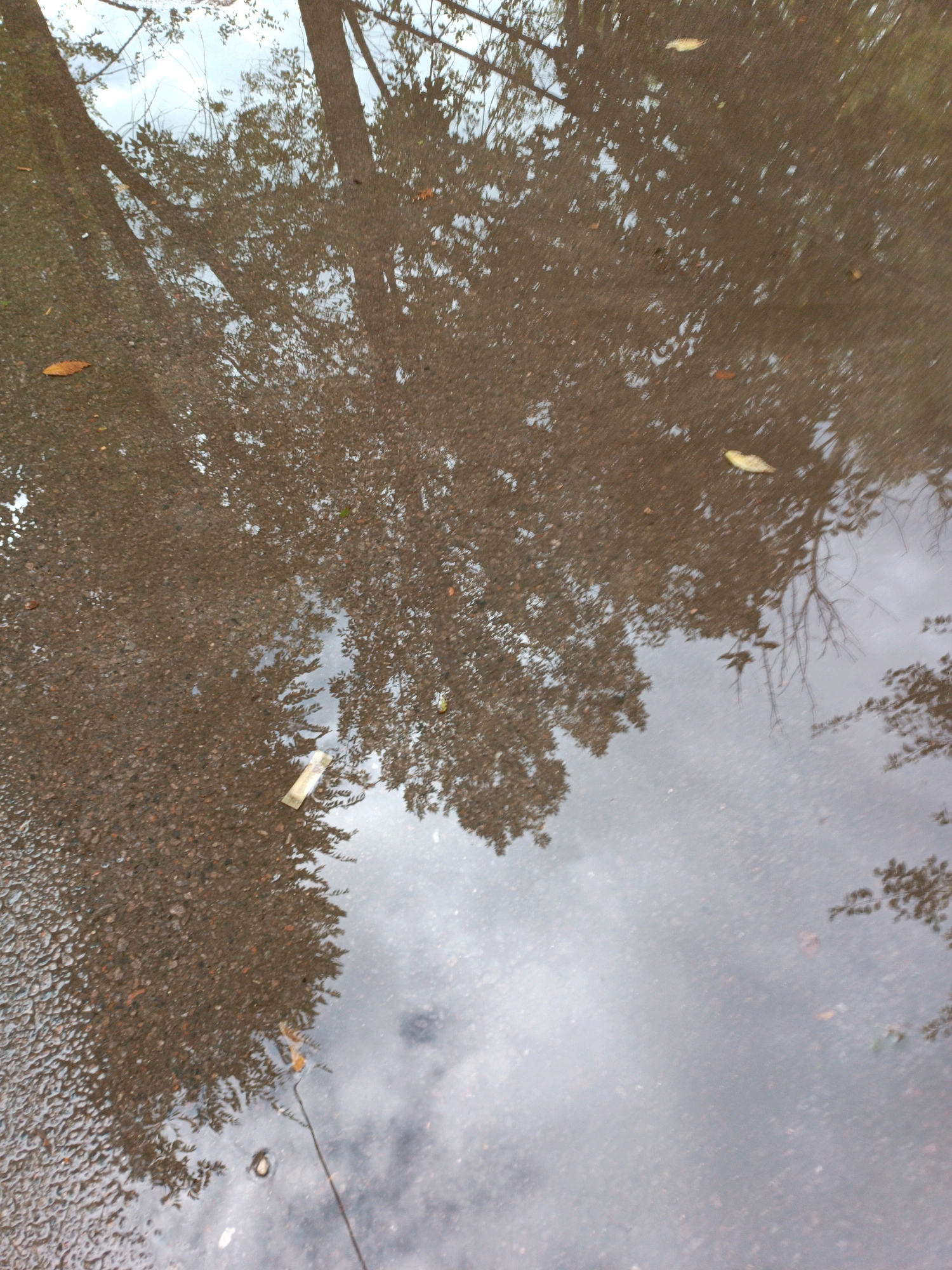 A puddle reflects trees and the sky. The puddle is on a paved surface, likely a sidewalk or road, with visible asphalt texture. Several fallen leaves are present in and around the puddle. One object resembling a plastic wrapper is floating in the water. The reflection shows the silhouettes of tree branches and the dappled light of the sky. The overall impression is of a wet, autumnal scene. The location is not specified in the image or metadata, so a precise location in Chișinău, Moldova cannot be determined.