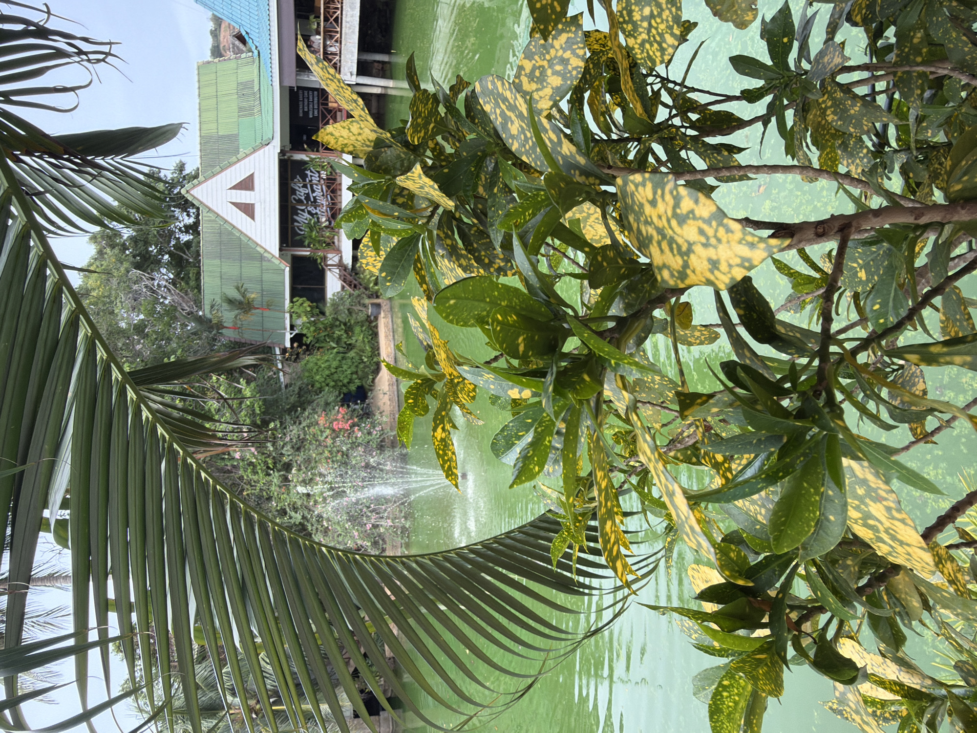 The image depicts a tranquil outdoor scene with a focus on lush greenery and a body of water. In the foreground, a large palm frond curves across the frame, its long, slender leaves creating a natural border. To the right, a plant with broad, variegated leaves, predominantly green with yellow splotches, branches out.
In the background, a building with a green, corrugated metal roof is visible, featuring a prominent white triangular gable. A sign on the building reads "My Cafe Restaurant". Beyond the building, a fountain sprays water into a calm, green pond or lake. Surrounding the water are trees and flowering plants, adding to the vibrant natural setting. The overall impression is one of a peaceful resort or restaurant area, possibly in a tropical location given the vegetation and the context of Baan Bo Phut, Thailand. The lighting suggests it might be daytime, with overcast or diffused light, as there are no harsh shadows. The scene evokes a sense of relaxation and natural beauty.