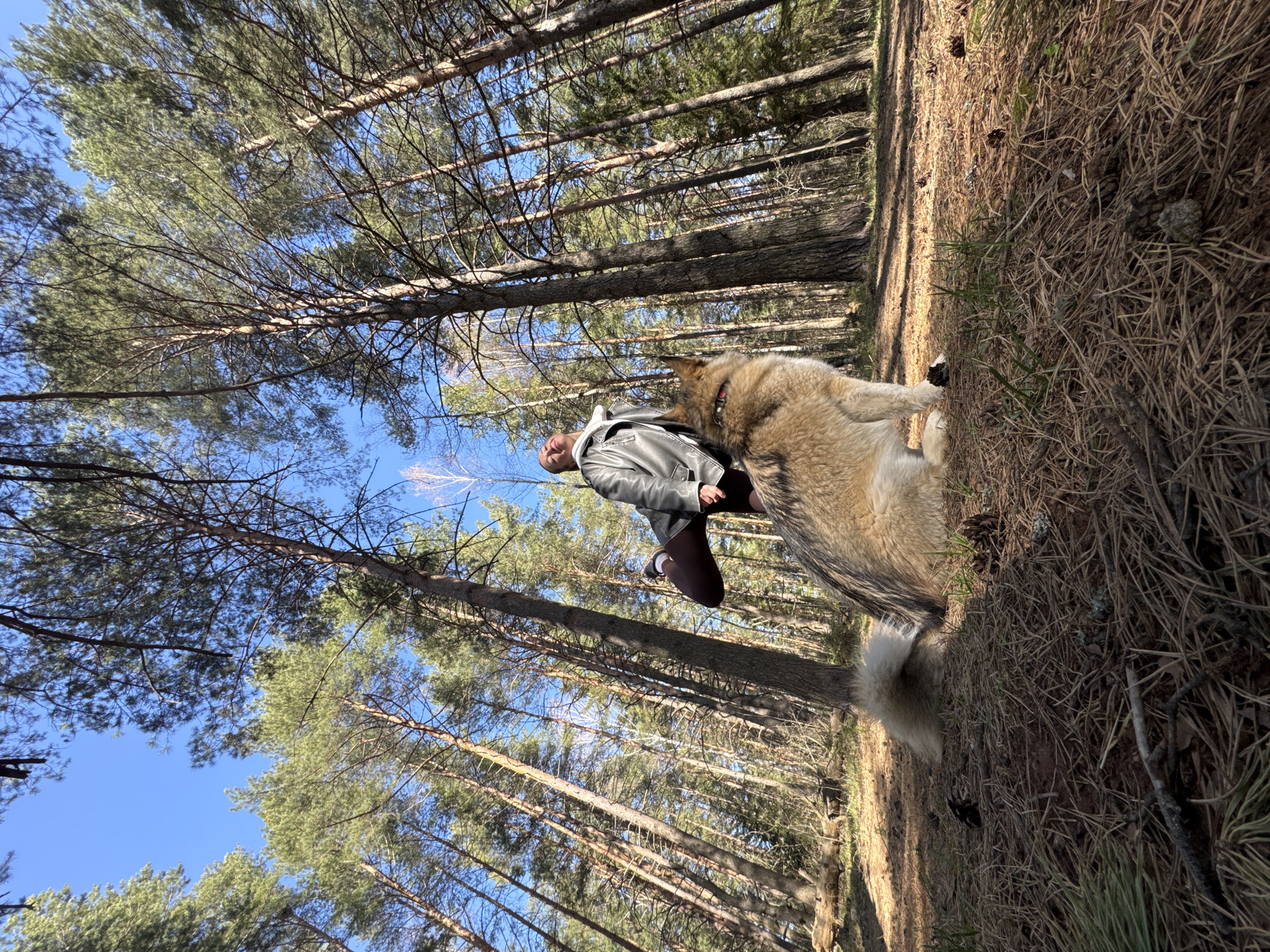 A person and a large dog are in a forest in Прикамский, Russia. The person wears a dark jacket and dark pants. The dog is light brown. Tall pine trees surround them, and the sky is blue. The ground is covered in pine needles and other forest debris.