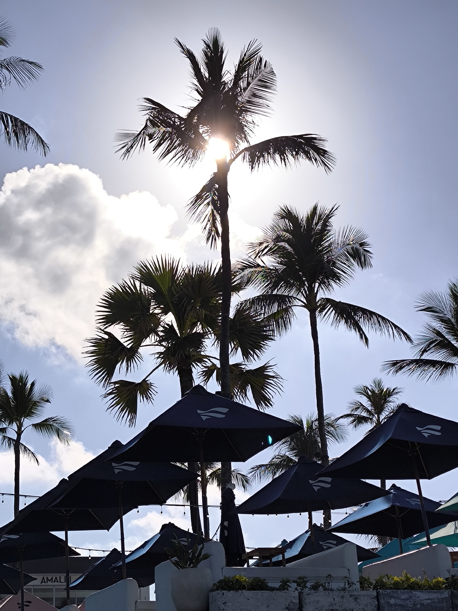 The image depicts a sunny day at a beach in Canggu, Indonesia. Several palm trees are silhouetted against the bright sky, with the sun shining through the foliage of the tallest tree. Below the trees, numerous dark blue beach umbrellas are set up, and a white wall runs along the bottom of the frame, partly obscuring a building or structure labeled "AMALI."