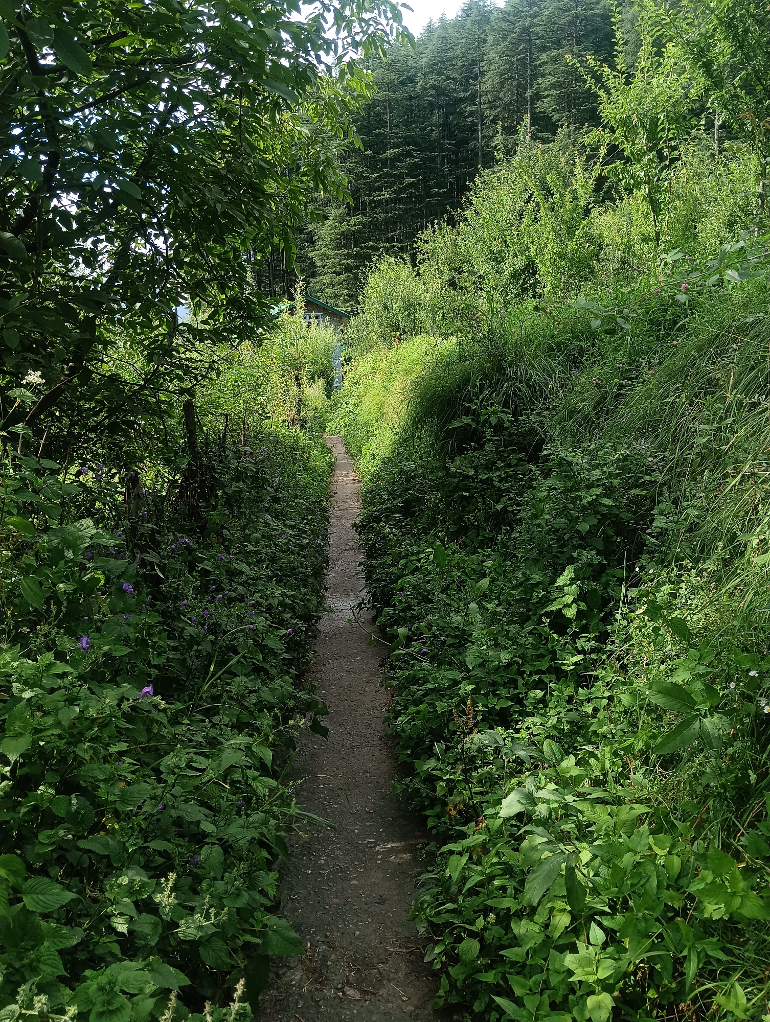 This image depicts a narrow, unpaved pathway winding through lush, dense vegetation. The path appears to be a trail, possibly leading through a forest or a heavily wooded area. Tall trees, predominantly pine or similar conifers, form a dense canopy on the right side of the path and in the background, suggesting a mountainous or elevated terrain. The vegetation is predominantly green, with various types of plants, bushes, and tall grasses lining both sides of the path. Small purple flowers are visible interspersed within the foliage on the left side. The pathway itself is composed of dirt and small stones. Sunlight filters through the trees, creating a dappled lighting effect on the path and surrounding greenery. A glimpse of a building with a pitched roof and windows can be seen in the distance through a gap in the trees on the left. The overall impression is one of a natural, secluded, and verdant environment. The context provided indicates this scene is located in Manali, India, a popular tourist destination known for its natural beauty and mountainous landscapes.