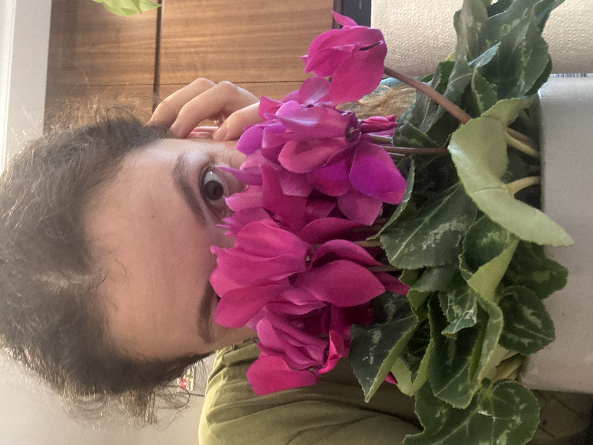 The image captures a close-up of a person's face partially obscured by a vibrant plant. The scene is oriented vertically, with the person's head on the left, rotated 90 degrees clockwise from an upright position. The right eye of the individual is wide open and directly looking at the viewer, suggesting a sense of surprise or playfulness. Only the right side of the face is visible, with dark, curly hair surrounding the forehead and temple. Fingers from the person's right hand rest near their forehead.
A large cluster of bright fuchsia or magenta-colored flowers, possibly Cyclamen, dominates the center of the frame, covering much of the person's face. Below and to the right of the flowers, the plant's green leaves are visible, some featuring lighter green or silvery variegation.
The background includes a warm-toned wooden surface, resembling paneling or a door, behind the person's head. To the far right, a light-colored, possibly textured surface, is seen behind the plant. The setting appears to be indoors, likely a home environment. No text is visible. The activity shows the person peeking out from behind the flowers.