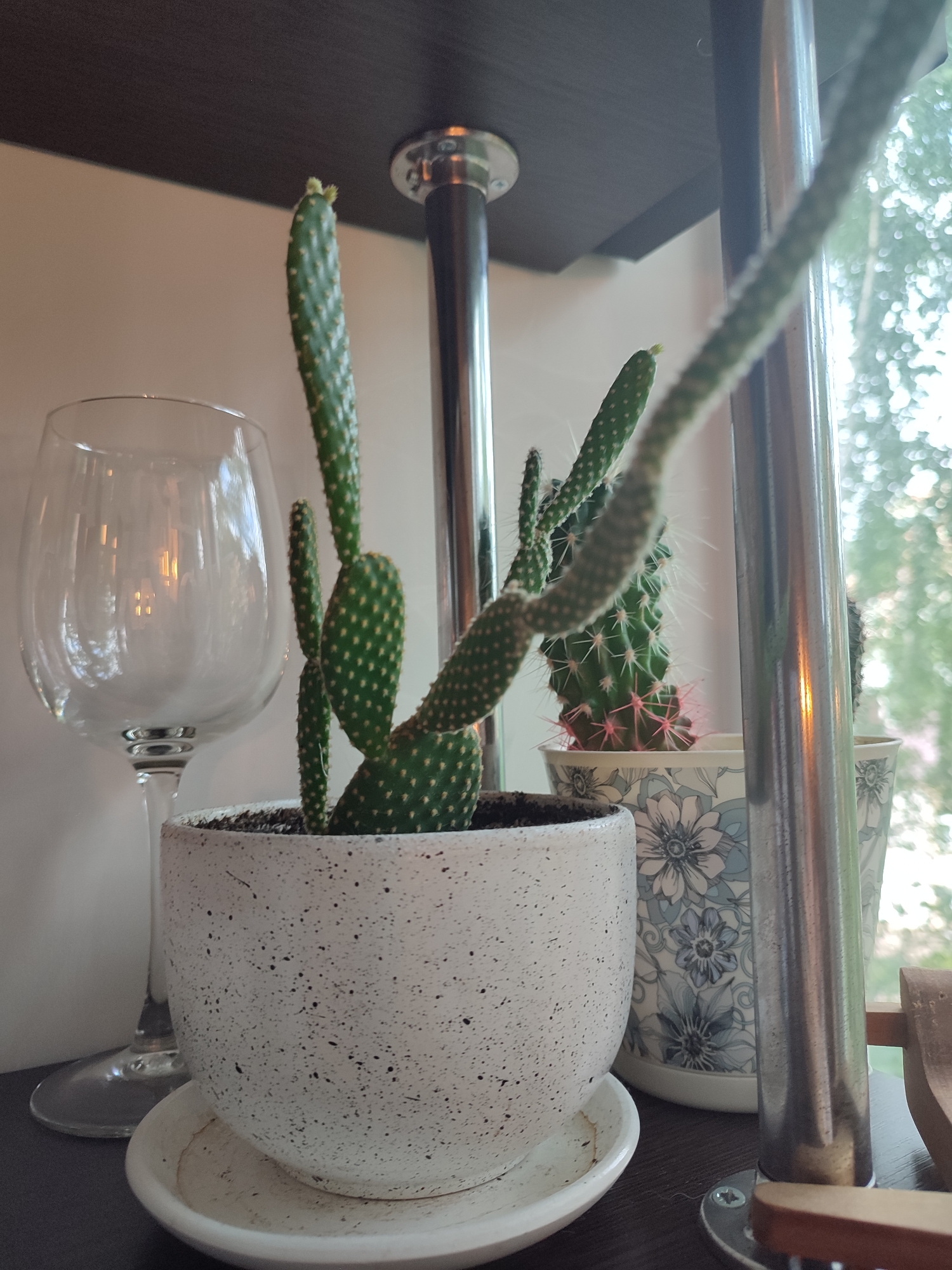 The image displays a close-up view of several potted cacti on a shelf. The main subject is a Bunny Ears cactus, characterized by its flat, paddle-shaped segments and small spines, with new growth visible at the top. This cactus is in a speckled white pot with a matching saucer. To the right of it, a taller, more slender cactus stretches diagonally across the frame, its segments covered in fine white hairs and small yellow spines. Behind this, another potted cactus with vibrant pink spines is partially visible, housed in a decorative pot featuring a blue floral pattern.
The scene appears to be indoors, likely on a shelf, with a dark shelf above and a lighter wall behind. A clear wine glass, reflecting light, is positioned to the left of the main cactus. A metal support pole runs vertically through the scene, indicating the shelf's structure. The background, visible through a window or glass surface to the right, shows a blurred view of greenery, suggesting an outdoor environment with trees, and the light quality implies it's daytime, possibly late afternoon due to the warm reflections. No people are visible, and the overall mood is serene and domestic. There is no visible text in the image. The location context provided is Vsevolozhsk, Russia.
