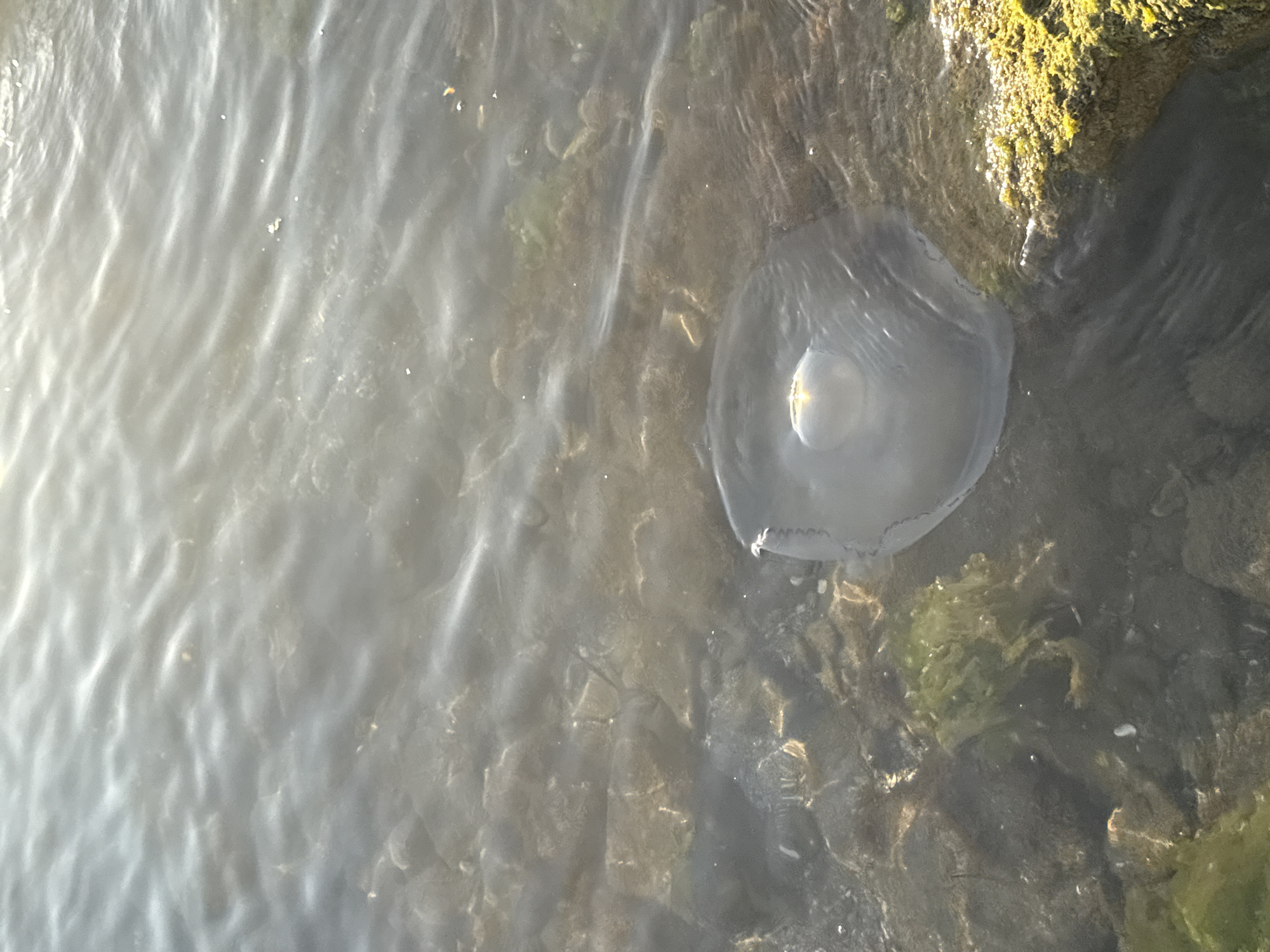 A jellyfish floats in shallow, clear water near the coast of Pomorie, Bulgaria. The jellyfish is translucent and round, with a slightly raised bell and visible internal structures. It is positioned in the lower center of the frame. The seabed below is rocky and covered with seaweed, visible through the water. Sunlight reflects off the water's surface, creating shimmering patterns and obscuring some details. A moss-covered rock juts into the frame from the lower right corner. The overall scene depicts a natural marine environment with a focus on the jellyfish.