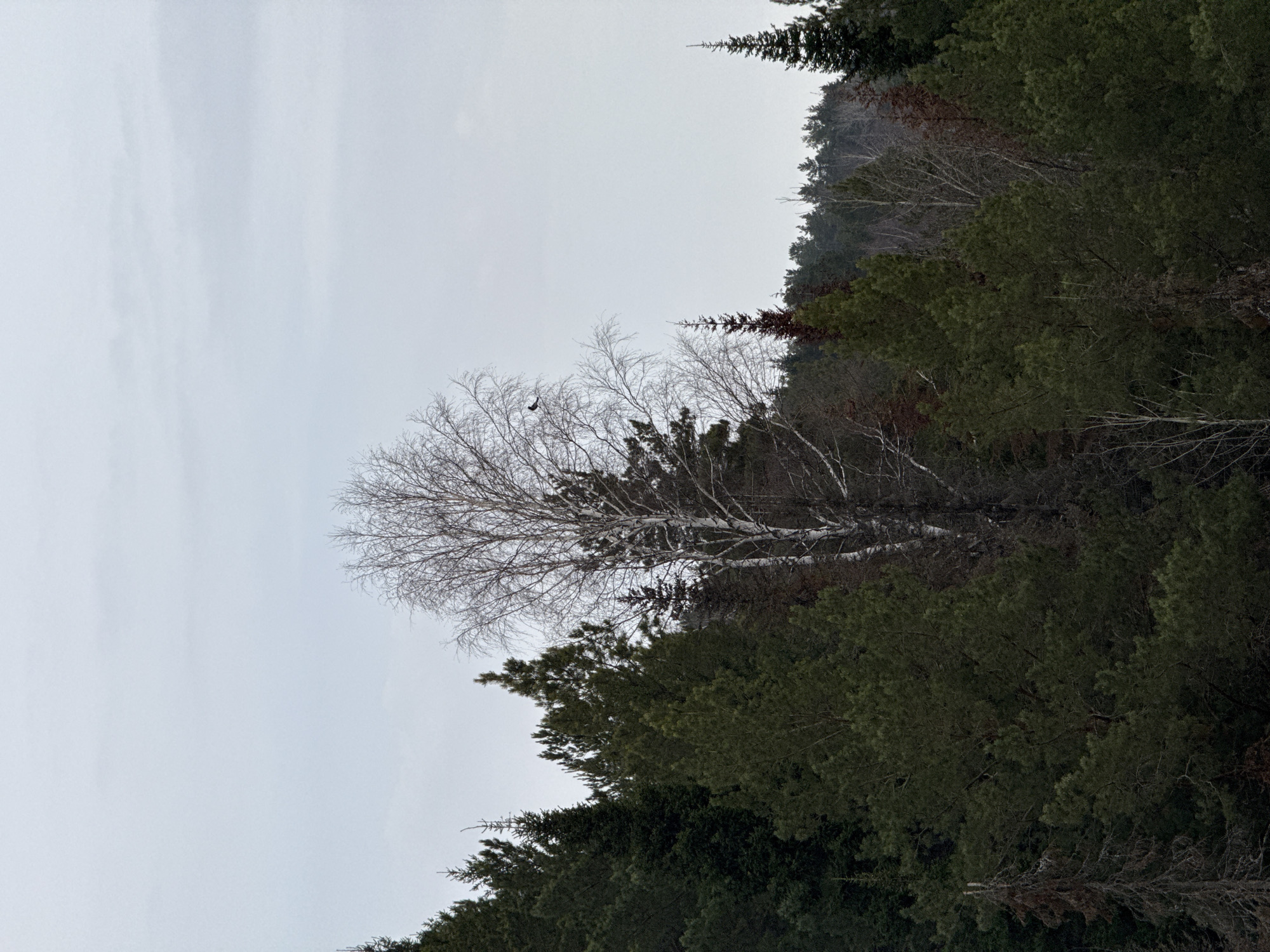 The image displays a dense, mixed forest located in or near the city of Ольховка, Russia, under an overcast, light grey sky. The scene is dominated by dark green coniferous trees, primarily pines and spruces, forming a thick canopy across the lower half of the frame. A prominent, tall, deciduous tree, identified as a birch due to its bare, fine branches and light-colored bark, stands centrally, slightly left of the vertical axis, amidst the evergreens. A small, dark bird is perched on one of the upper branches of this birch tree, positioned to the left within the tree's crown. Additional bare deciduous trees and various shades of coniferous foliage are visible in the background. No people, structures, or other specific objects are present. The environmental conditions suggest a cool season, likely late autumn or winter, due to the leafless state of the deciduous trees.
