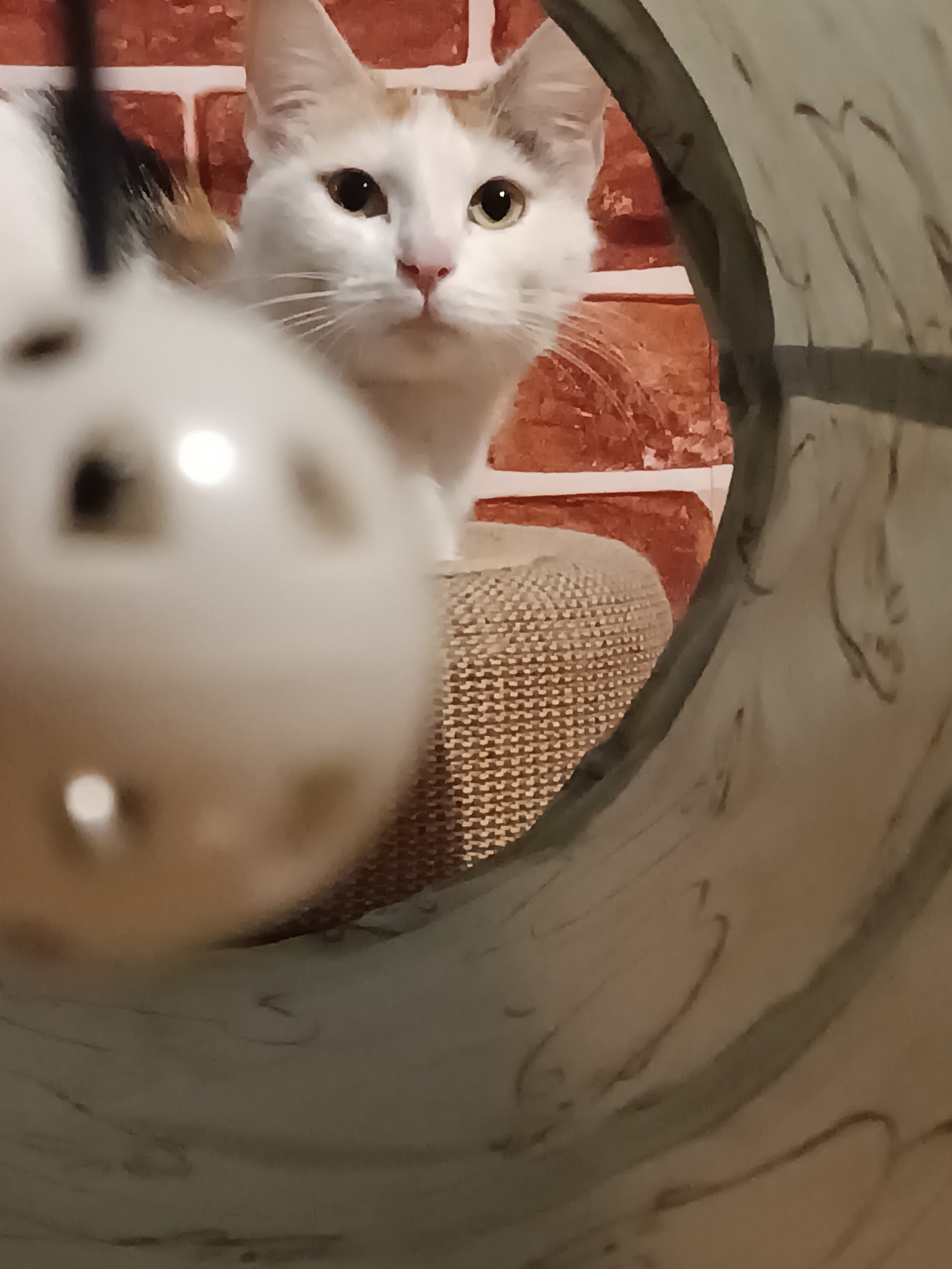 A cat with primarily white fur and patches of brown and black fur is peering through a circular tunnel. The cat is positioned in the center of the frame, with its face in focus and its body partially obscured by a beige woven scratching post. The foreground features a blurry white toy ball with holes. The background reveals a brick wall, suggesting an indoor setting. The photograph was taken indoors, but there is no information in the image to suggest that the location is Viadana, Italy.