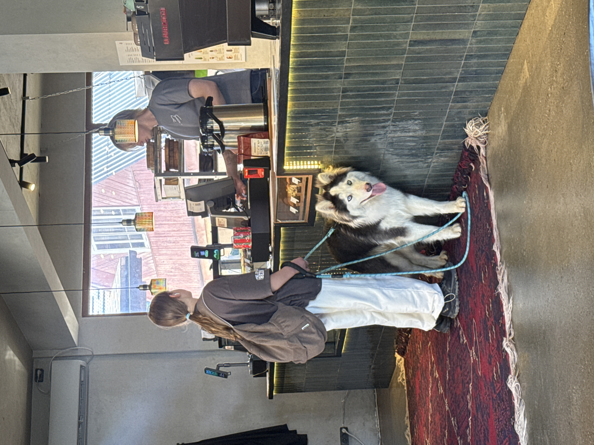 A slightly rotated, medium-shot indoor photograph shows a young woman with long blonde hair in a ponytail on the left, holding a light-blue leash of a husky, who is sitting on a maroon rug on the right. The woman has a brown sweater on over white pants and black shoes and is slightly bent at the waist. The husky has dark gray and white fur, two different-colored eyes (one brown and one blue), and has his tongue hanging out, with one front paw on the rug and other paws obscured behind him. The rug has long white fringe. Behind the dog and running along the top middle of the frame is a green tiled wall with a shiny gold stripe running along the bottom of the tile. In the upper left of the frame, behind the woman, a window shows the buildings of Krasnaya Polyana, Russia. In the upper left, behind the dog, a barista is visible behind a cash register in the background. The barista is a male wearing a gray shirt. A black cash register and coffee machine are visible to the barista's right. Black track lighting runs along the ceiling, and an air conditioner is visible on the wall behind the woman. A black umbrella is on the floor in the foreground on the left.