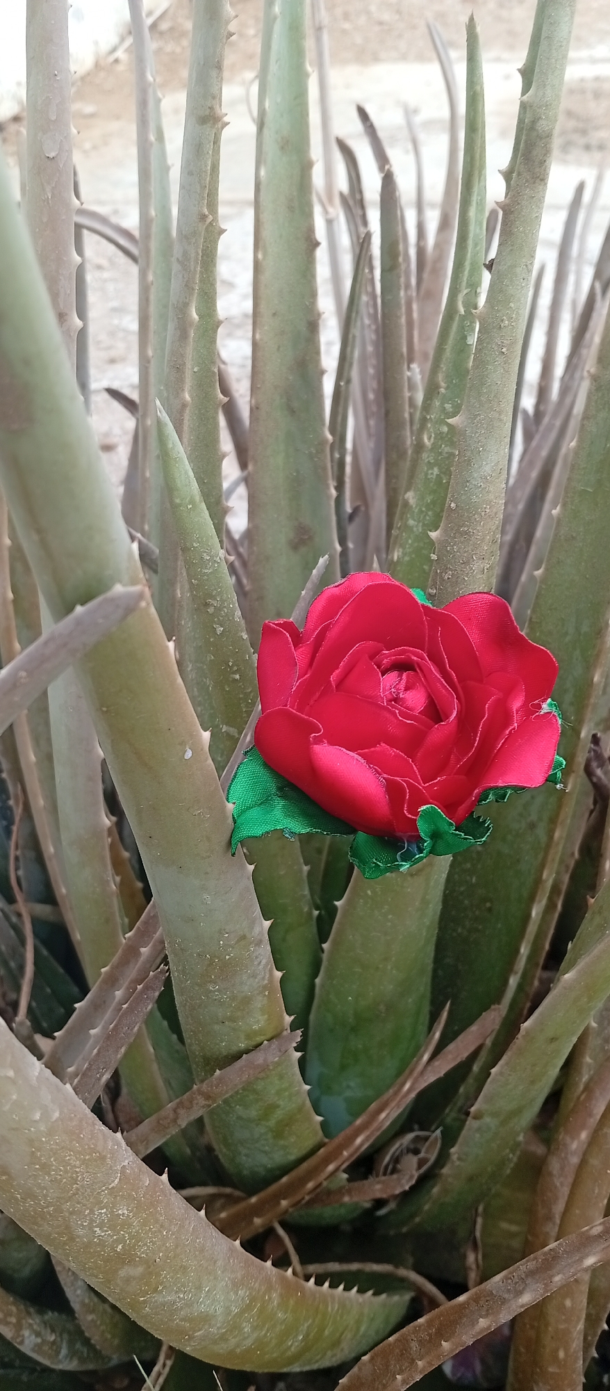 The image shows a close-up of a cluster of aloe vera plants. Affixed to one of the aloe leaves is a red fabric rose with green fabric leaves. The aloe plants are green with brown-tipped spines. The background is blurry. It is impossible to confirm the location from the image.
