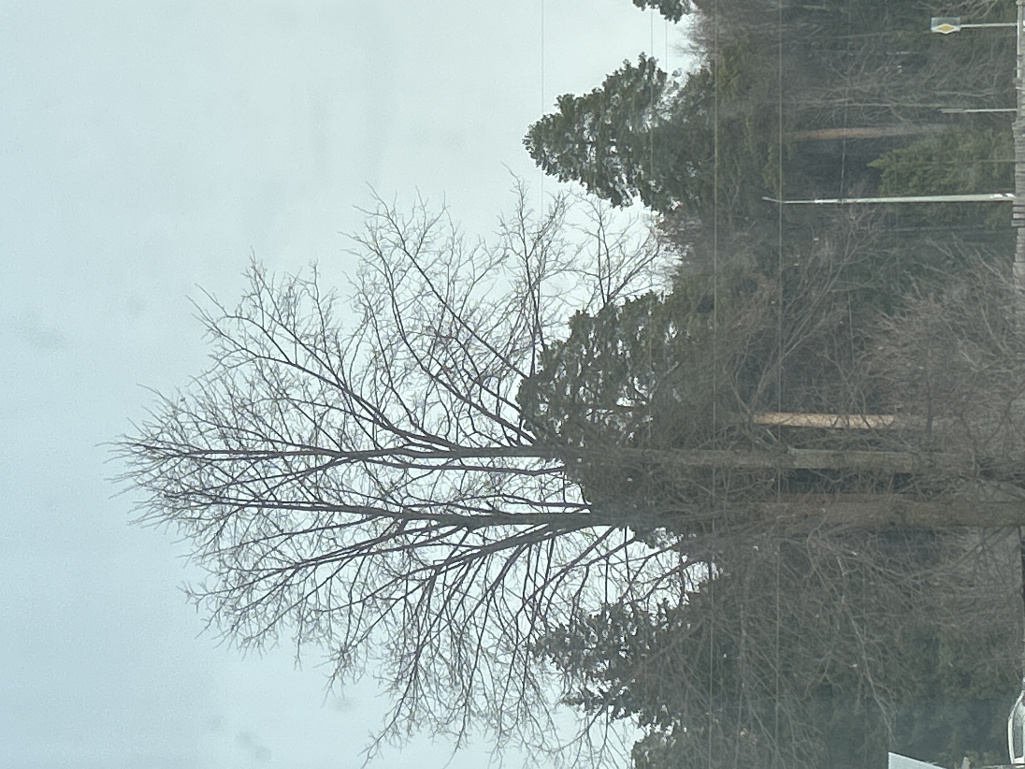 The image displays an outdoor scene in Chaikovsky, Russia, under an overcast sky. A prominent, tall deciduous tree with bare, intricate branches stands in the central foreground. Behind this tree and extending across the midground is a dense assembly of evergreen conifers, some exhibiting a light dusting of snow or frost on their foliage. A slender, light-colored utility pole is visible in the mid-right, with multiple thin, dark horizontal wires crossing the frame. In the lower portion of the image, a horizontal barrier, possibly a fence, runs across. A segment of a white vehicle is partially visible in the bottom-left corner, and a yellow diamond-shaped road sign with a black border is present in the bottom-right. No individuals are depicted.