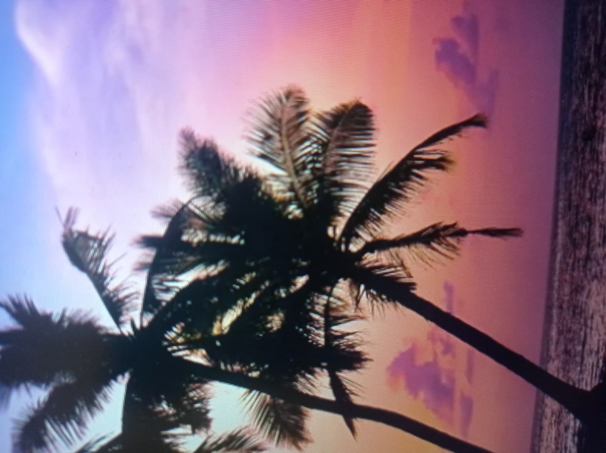 The image shows two silhouetted palm trees against a twilight sky that transitions from blue at the top to pink and orange towards the horizon. The ocean is visible at the bottom of the frame with gentle waves. Scattered, light pink clouds dot the sky. There are no people or any identifiable structures from the city of Mukachevo, Ukraine. The scene appears to be a beach or coastal landscape.