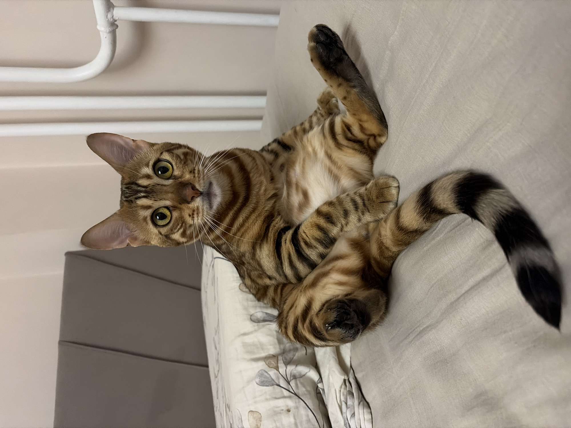This is a portrait of a domestic cat, likely a Bengal breed, lying on its back on a bed with a pale, textured duvet. The cat is oriented vertically in the frame, with its head towards the top left and its tail towards the bottom right. Its fur is a golden brown with distinct dark stripes, characteristic of its breed. The cat's eyes are wide open and a vibrant yellow-green, looking directly at the camera. Its front paws are extended upwards, and its hind legs are bent. The background consists of a pale wall and what appears to be a white radiator or pipe system near the top of the image. The lighting suggests an indoor setting, possibly during the daytime given the ambient light. There is no visible text in the image.