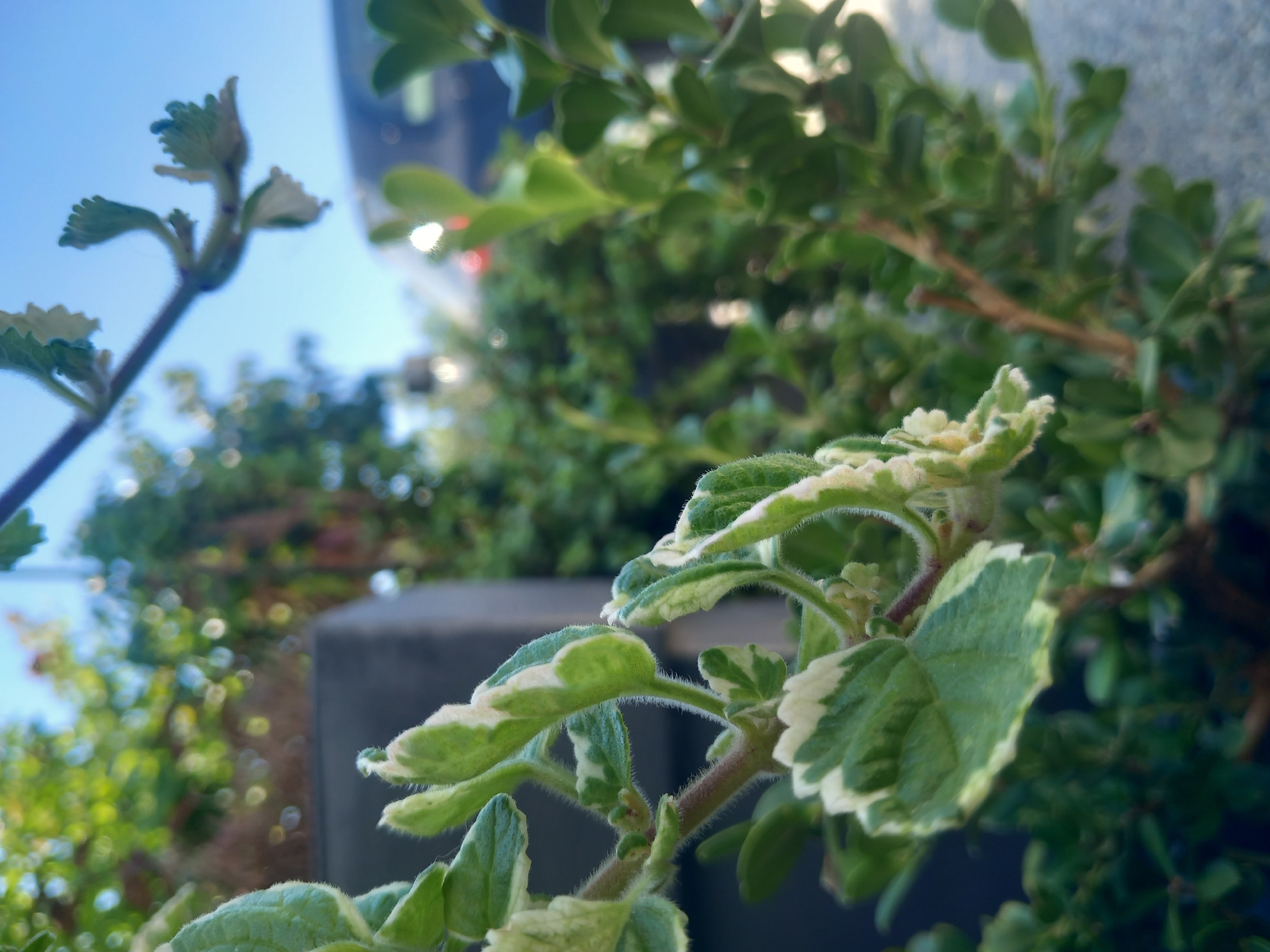 The image is a close-up, low-angle shot of a variegated plant with green and white leaves and fuzzy stems. The plant is in focus in the foreground, with a blurred background of green foliage, a grey structure, and a blue sky. The sunlight illuminates the leaves, creating a bright and airy atmosphere. The scene appears to be outdoors, possibly in a garden or a public space. No specific landmarks or indications of the city of Άγιος Νεκτάριος, Greece are visible in the image.