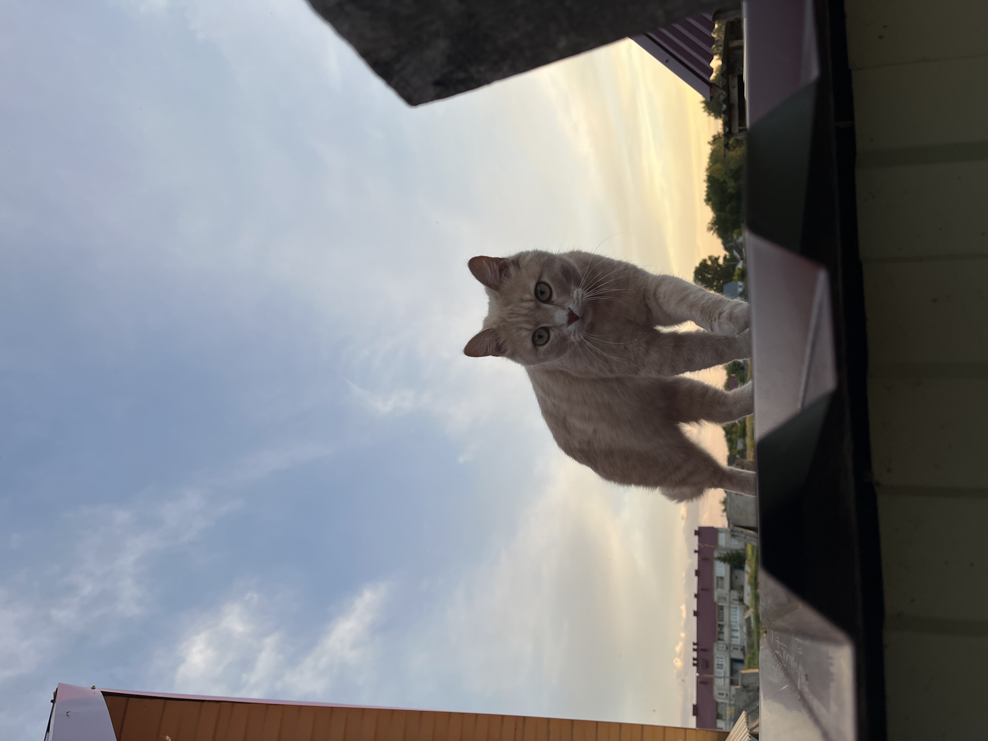 The image depicts a light-colored, short-haired domestic cat, likely cream or light orange, walking on a dark, corrugated metal roof. The cat is centrally positioned, facing directly towards the camera, with an alert expression, prominent greenish-yellow eyes, and extended whiskers. Its body is visible from the chest down to its front paws, which are in mid-stride.
The immediate foreground is composed of the dark, ridged metallic roof surface. To the left, a portion of a building with light brown horizontal siding and a darker fascia board is visible, angling upwards from the bottom-left corner. On the right, a dark, angular structural element, possibly part of another roof or chimney, partially extends into the frame from the bottom-right.
The background features a expansive sky, transitioning from a pale blue at the zenith to warm orange and yellow hues near the horizon, characteristic of either sunrise or sunset. Scattered, wispy white clouds are present across the sky. Below the horizon, a distant landscape is visible, including a long, multi-story building with a reddish roof and light-colored walls located towards the left-center. Additional smaller structures and scattered trees and vegetation are discernible further into the distance. The scene is illuminated by the soft, warm light of twilight. This entire scene is set in the city of Novocheremshansk, Russia.