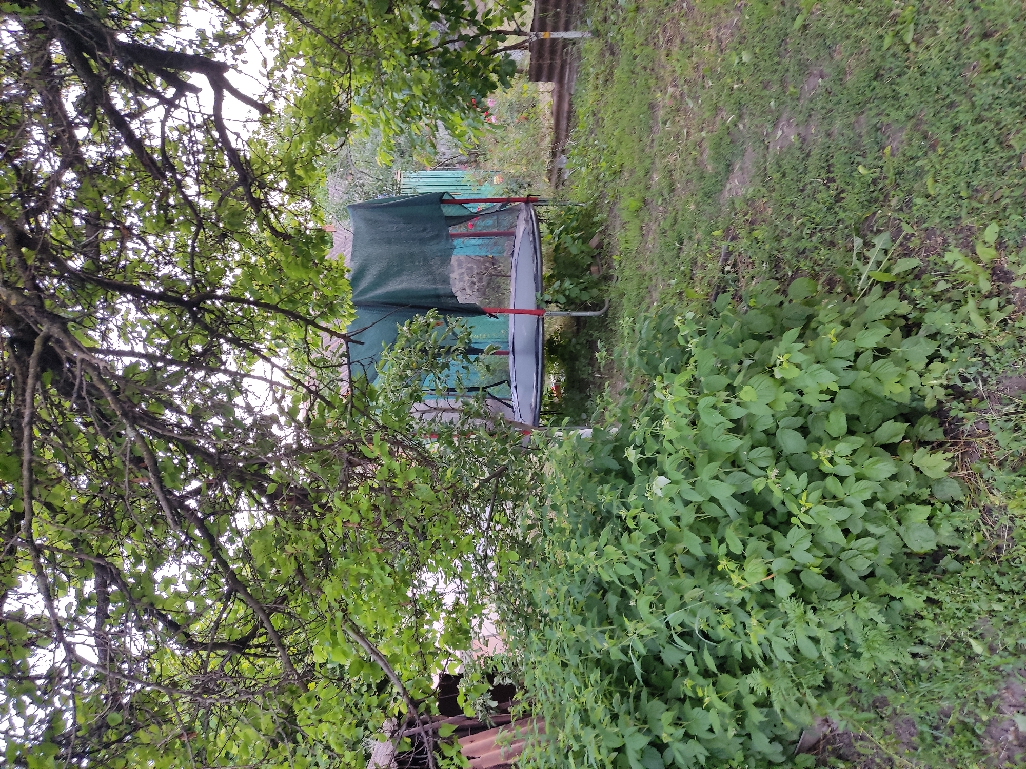 In Kryvyi Rih, Ukraine, this image depicts a backyard scene dominated by lush green foliage. A trampoline with a red frame and a dark green cover is visible under the canopy of a large tree with spreading branches. To the left of the trampoline, a dense cluster of green plants, possibly raspberry bushes, grows. In the background, a fence and parts of buildings are discernible. The ground is covered with grass and some bare patches of soil. The overall impression is one of a rustic, overgrown outdoor space.