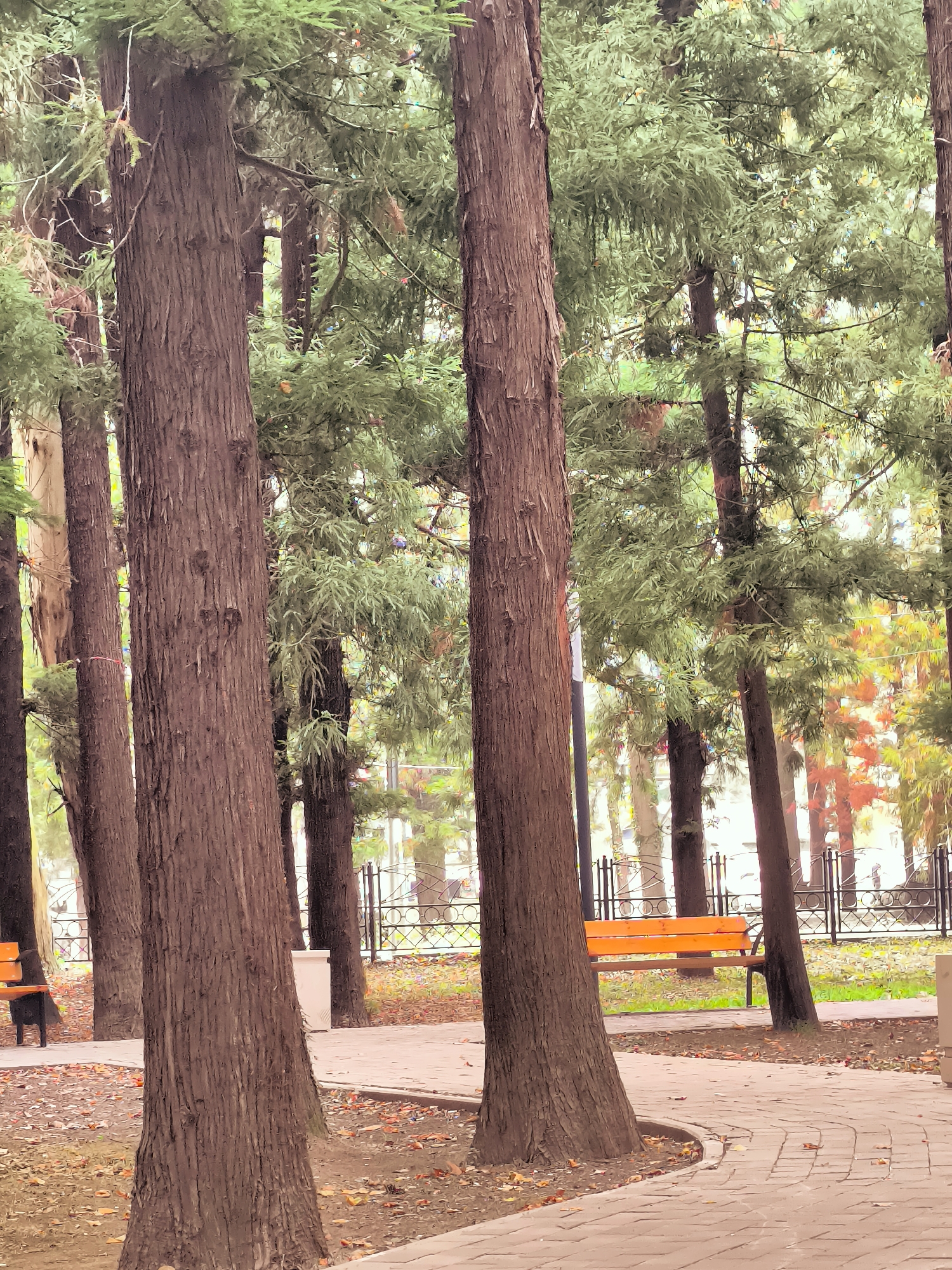This is a photograph of a park in Batumi, Georgia, likely taken during autumn given the fallen leaves. In the foreground, a paved pathway curves through a grove of tall trees with rough, brown bark. The pathway is partially covered with scattered orange and brown leaves. On either side of the pathway, the ground is also littered with fallen leaves. In the background, several park benches, painted bright orange, are visible. A black metal fence with a decorative pattern separates the park area from what appears to be a street or another part of the city. The trees are dense, with green foliage, but some trees in the distance show hints of autumn colors, with yellow and red leaves. The lighting suggests it is daytime, possibly overcast, as there are no harsh shadows. No people are visible in the frame.