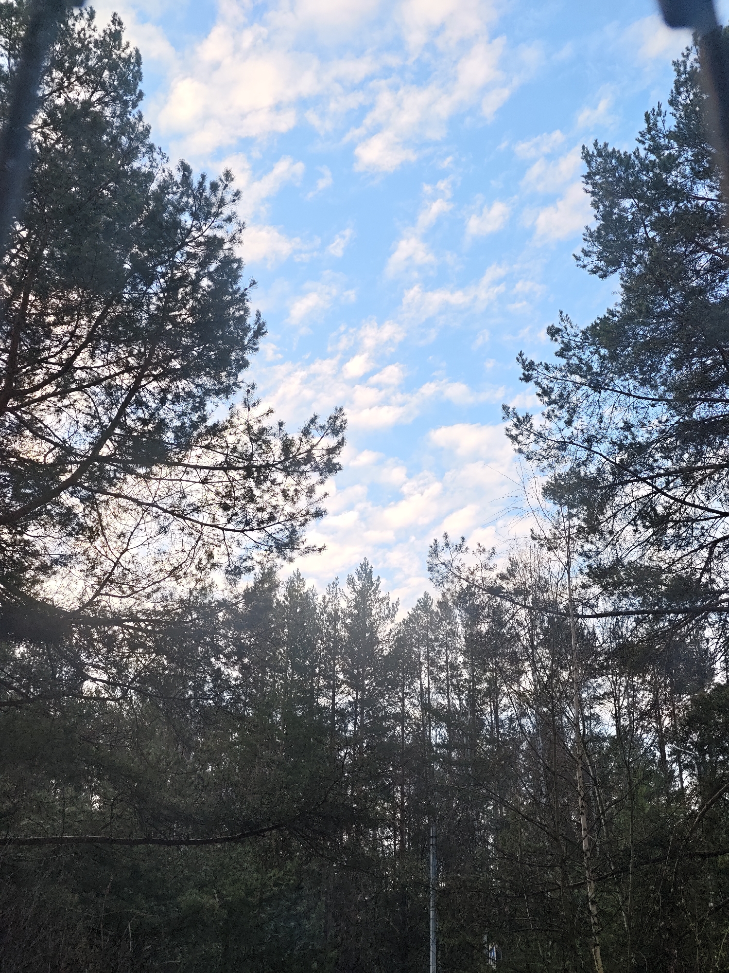 The image captures an upward view through a dense forest, revealing a partially cloudy sky. The foreground and sides are dominated by the dark, silhouetted branches and needles of coniferous trees, primarily pines, which frame the upper portion of the scene. Their intricate structures are clearly visible against the brighter backdrop.
The sky is a vivid blue, populated by numerous scattered white clouds. These clouds appear as small, puffy formations, suggesting fair weather during the daytime, likely morning or late afternoon due to the soft, indirect illumination.
Below the prominent foreground trees, the forest extends into the midground and background, forming a thick, dark green canopy. While coniferous trees are abundant, some bare-branched deciduous trees, possibly birch, are also present, adding variety to the forest composition, particularly towards the lower-middle and right side. A faint, slender, light-colored vertical object, perhaps a distant pole or a very thin tree, can be vaguely perceived within the dense foliage in the lower-middle left.
The scene depicts a static natural landscape, evoking a sense of tranquility. There are no people or specific activities occurring. The setting is a wooded environment, consistent with a location such as Chaikovsky, Russia. No visible text is present in the image.