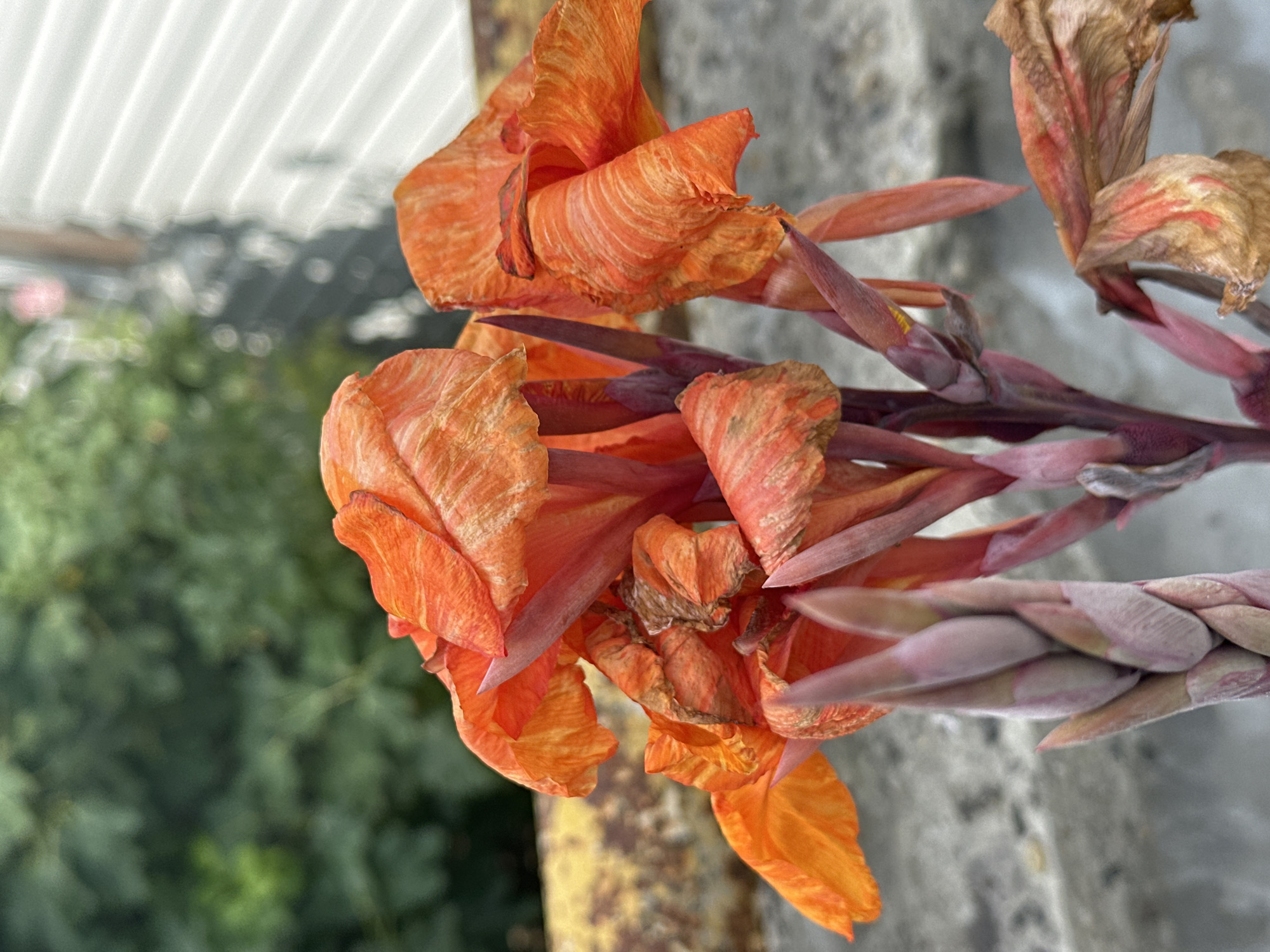 A close-up, outdoor, eye-level shot captures a cluster of vibrant orange Canna lily flowers. The petals are unfurled, revealing delicate patterns of lighter orange and brown, with some edges appearing slightly dried and curled. The central part of the bloom features a cluster of developing buds, pale pink and pointed. The stems are a deep reddish-pink. In the background, out of focus, is lush green foliage, a weathered yellow railing, and a section of a white, corrugated structure, possibly a building or fence. The ground appears to be a rough, gray concrete surface. The image was taken in Sochi, Russia.
