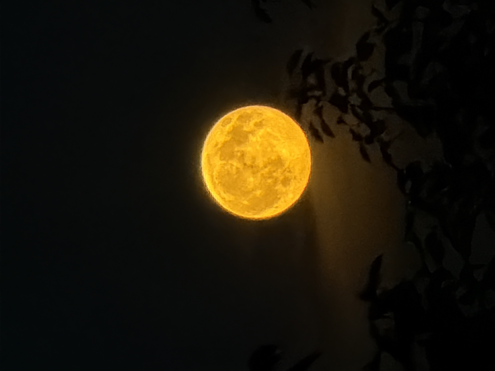 A full moon, appearing as a large, luminous orb of bright orange, dominates the center of the frame against a dark, inky sky. Its surface displays subtle texture, hinting at craters and lunar features. In the foreground, silhouetted against the moon's glow, are the dark, indistinct shapes of foliage and branches, suggesting trees or bushes. The bottom portion of the image is predominantly black, with the leaves and branches creating a jagged, organic silhouette that frames the lower part of the moon. The overall impression is one of a nocturnal scene, with the bright moon providing the sole significant light source. The image has a slightly soft focus, contributing to its ethereal quality. The location in Kamyshin, Russia, is not visually represented in the image itself, as there are no specific landmarks or environmental cues to indicate a particular city or country.