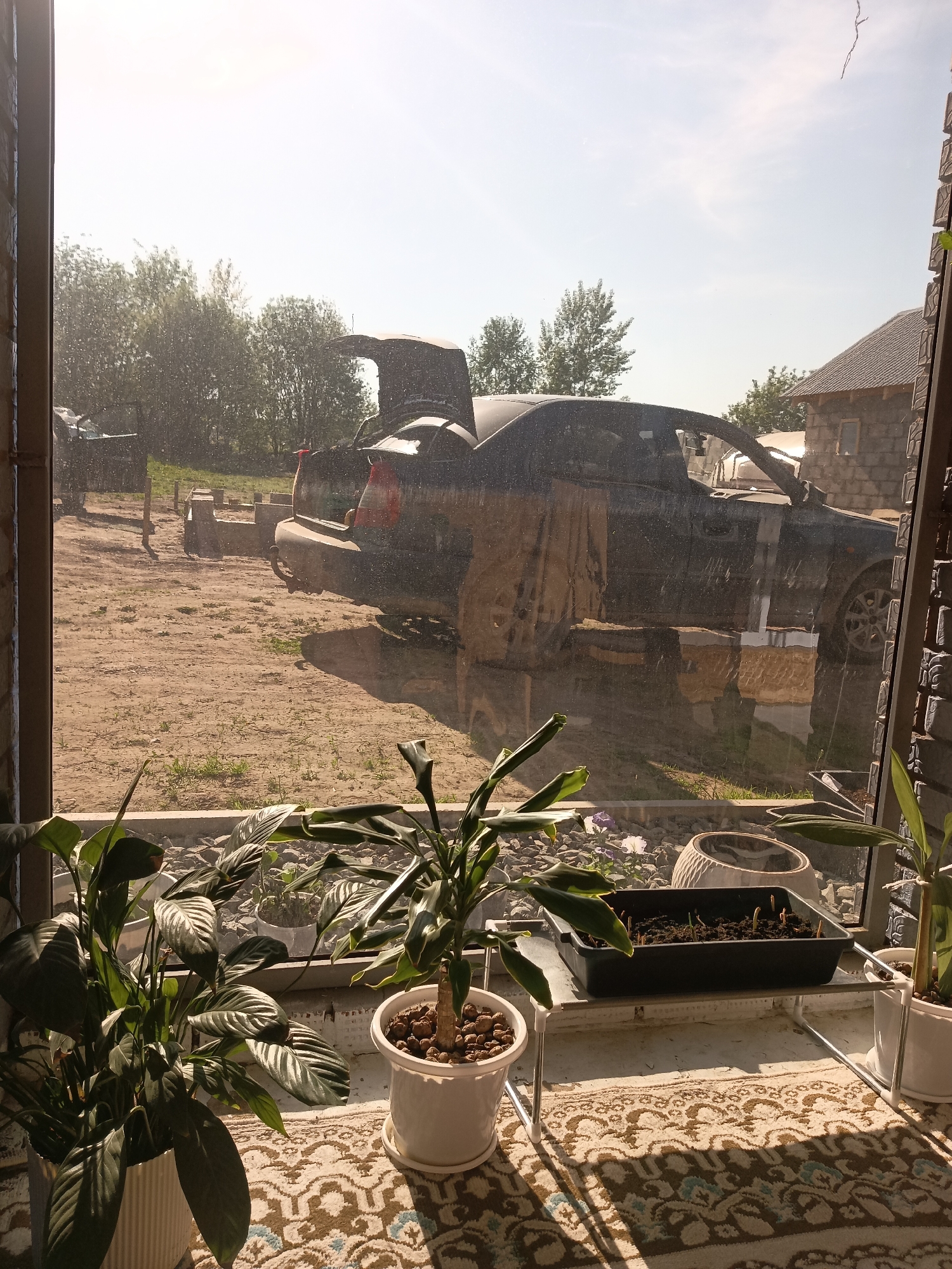 A view from inside a window shows a partially disassembled black car with its trunk open parked on a dirt lot in Фоки, Russia. The car is the prominent object in the mid-ground, partially obscured by the reflection on the window. In the background, there is a brick building and green trees. The window sill is decorated with various potted plants, including lilies and small seedling sprouts, obscuring the view. The window frame and rug are visible in the foreground and bottom.
