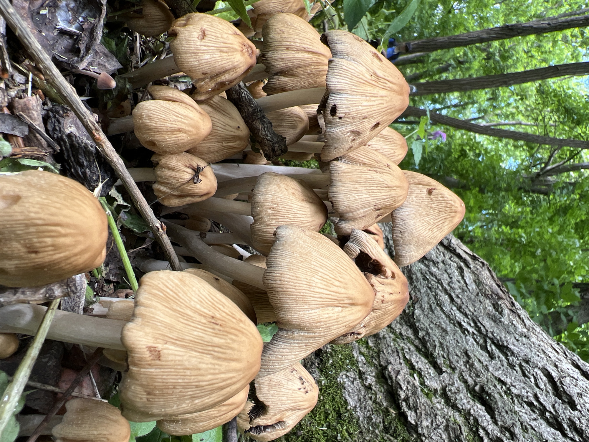 A close-up, outdoor shot depicts a cluster of mushrooms growing on the side of a tree trunk. The mushrooms are light brown in color with ridged caps, and have slender, pale stems. They are densely packed together, appearing to be growing from a single point on the tree. The tree trunk is textured with deep grooves and patches of moss. Green foliage is visible in the background, suggesting a wooded area. No people are visible. Krasnodar, Russia is not discernible from the image.