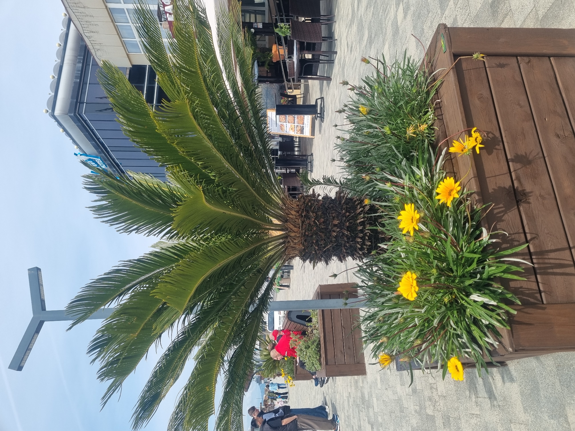 This image captures an outdoor scene on a sunny day in Sochi, Russia, showing a bustling promenade or sidewalk area. A large, mature palm tree, likely a Sago palm, with thick green fronds and a textured brown trunk, dominates the left side of the frame. To its right, two dark brown wooden planters are filled with lush green foliage and numerous bright yellow flowers, possibly Gazanias, with some buds yet to open.
The paved ground, appearing to be light-colored blocks, extends into the background where a modern building stands. This building features large, reflective glass windows on its lower floors and a lighter-toned upper facade. A blue sign on the building clearly displays the word "HOTEL" in white lettering. In front of the building, an outdoor cafe area is set up with dark wicker-style tables and chairs. A menu stand, showcasing images of various food items including pizzas, is placed near the cafe.
Several people are visible throughout the scene. In the foreground, two men stand conversing; one wears a black top, and the other a blue top and jeans. Further back, a person in a bright red top is seen near another planter, with additional pedestrians scattered in the background. A grey street lamp or sign pole is positioned on the far left against a clear blue sky. The bright sunlight casts crisp shadows from the palm tree and planters, indicating a clear and pleasant day.
