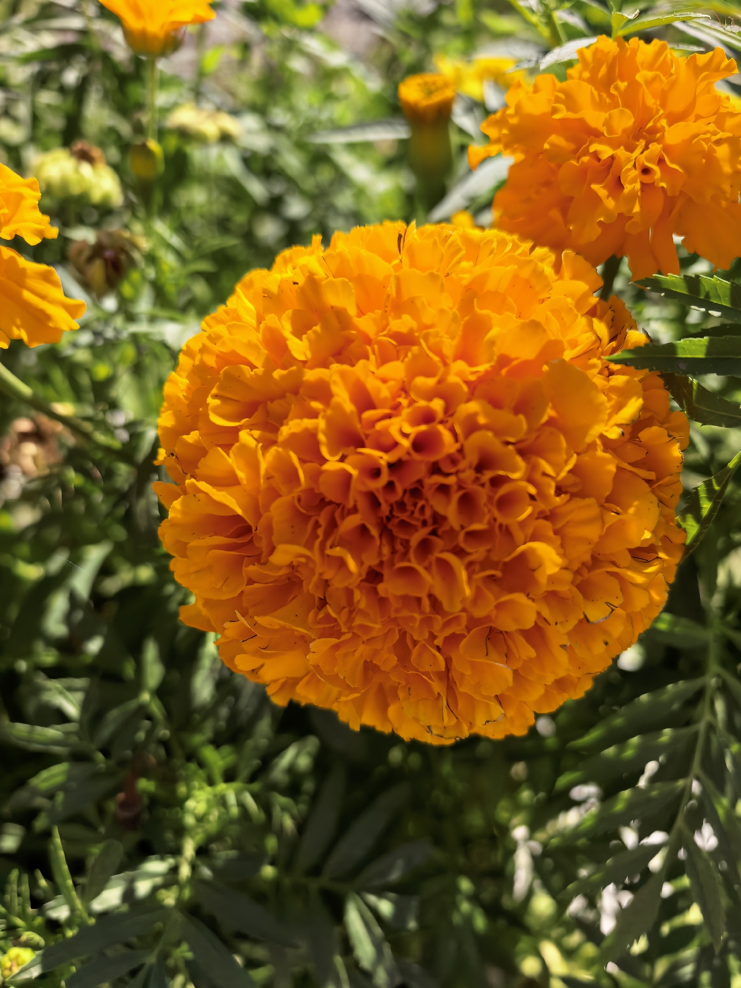 A close-up, sunlit, eye-level shot captures the intricate, ruffled texture of an orange marigold blossom. The flower fills most of the frame, its dense petals forming a vibrant, spherical mass. In the blurred background, other marigolds, their buds, and green foliage create a soft bokeh effect. The scene is outdoors, likely in a garden setting, with dappled sunlight suggesting it's daytime. There are no people or specific landmarks visible in the image. Therefore, it is not possible to determine its location in the city of Sterlitamak, Russia.