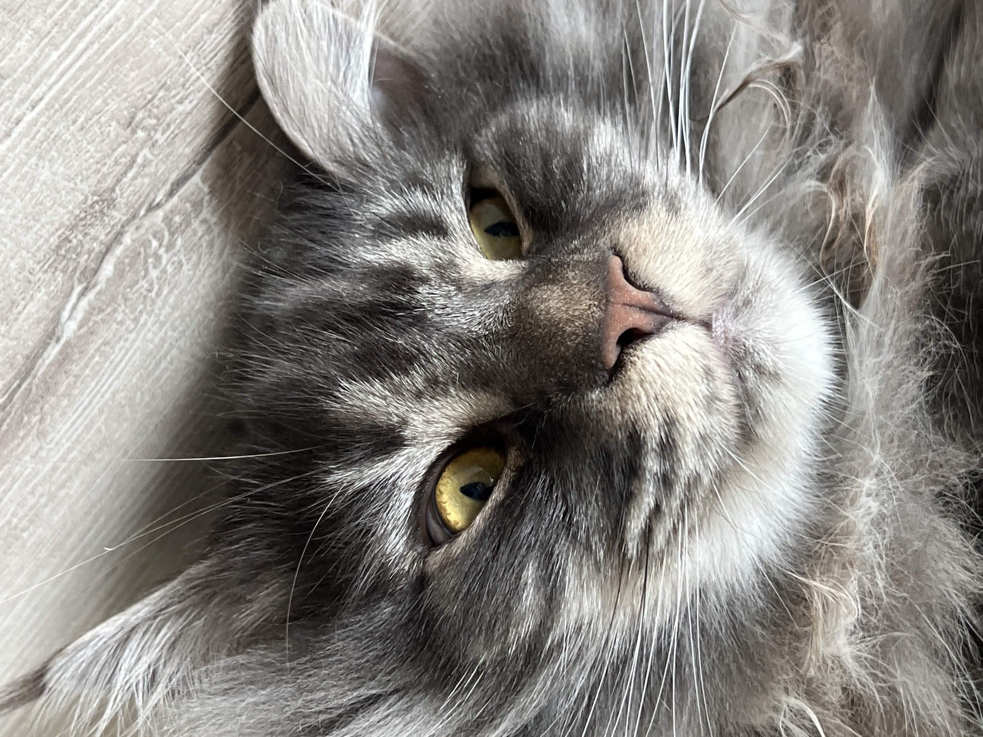 This is a close-up, top-down shot of a Maine Coon cat's face. The cat is mostly grey with dark tabby markings. Its yellow eyes are open, and its pink nose is visible. The cat's fur is long and fluffy, and some of its white whiskers are prominent. The cat is lying on a light-colored, wood-grain surface, possibly a floor or a piece of furniture. The lighting suggests it is daytime. The scene is simple, focusing entirely on the cat. There is no visible text.