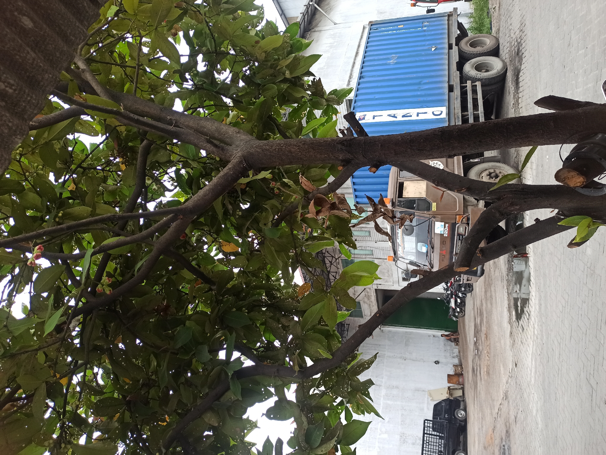 A medium shot captures an outdoor industrial scene in the city of Medan, Indonesia, dominated by a large tree in the foreground with dark brown branches and lush green leaves, some of which appear damaged. Behind the tree, a blue shipping container sits on a flatbed truck. To the left of the container, a brown truck is parked, and further left, a black pickup truck is visible. Several motorcycles are parked near a large industrial building with a green doorway. In the middle ground, a person is seated on the ground near a few barrels. The ground is paved with gray interlocking bricks and concrete. The sky is overcast and bright.