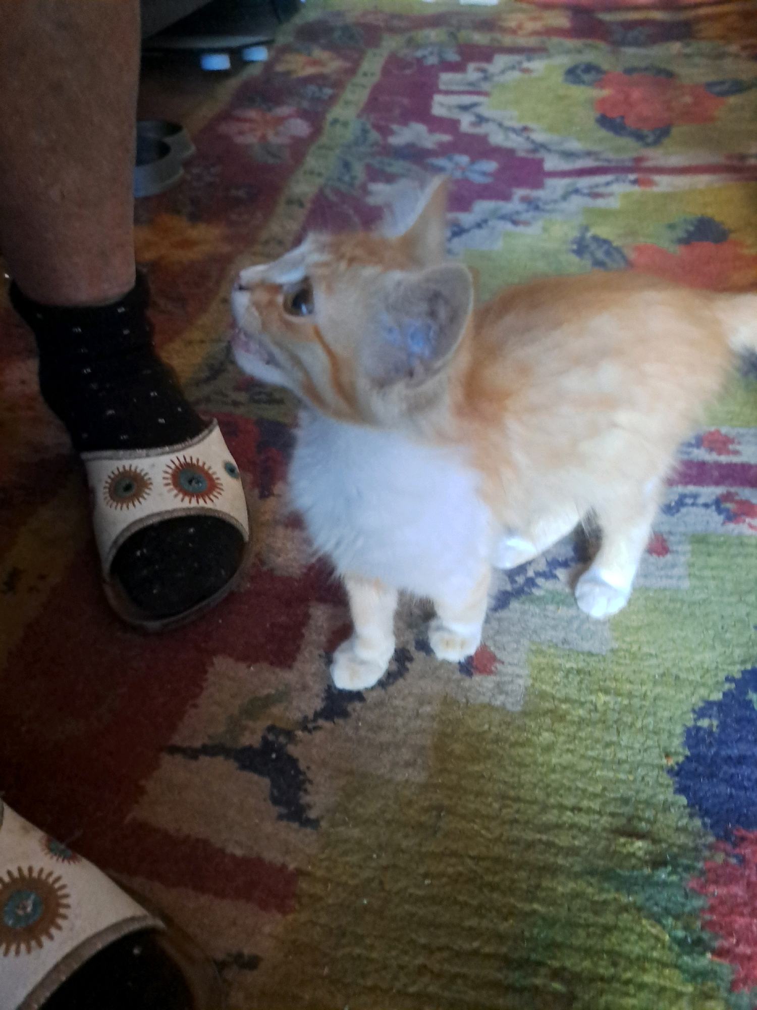 The image shows an orange tabby kitten with white markings on its chest and paws sitting on a colorful, patterned rug. The kitten is looking towards the left side of the frame, with its mouth slightly open. To the left of the kitten, a person's lower leg, clad in a black sock with white polka dots and a sandal with an embroidered eye pattern, is visible. The environment appears to be indoors, possibly a living room, given the presence of the rug. There is no indication of the specific location within the city of Vypasne, Ukraine.