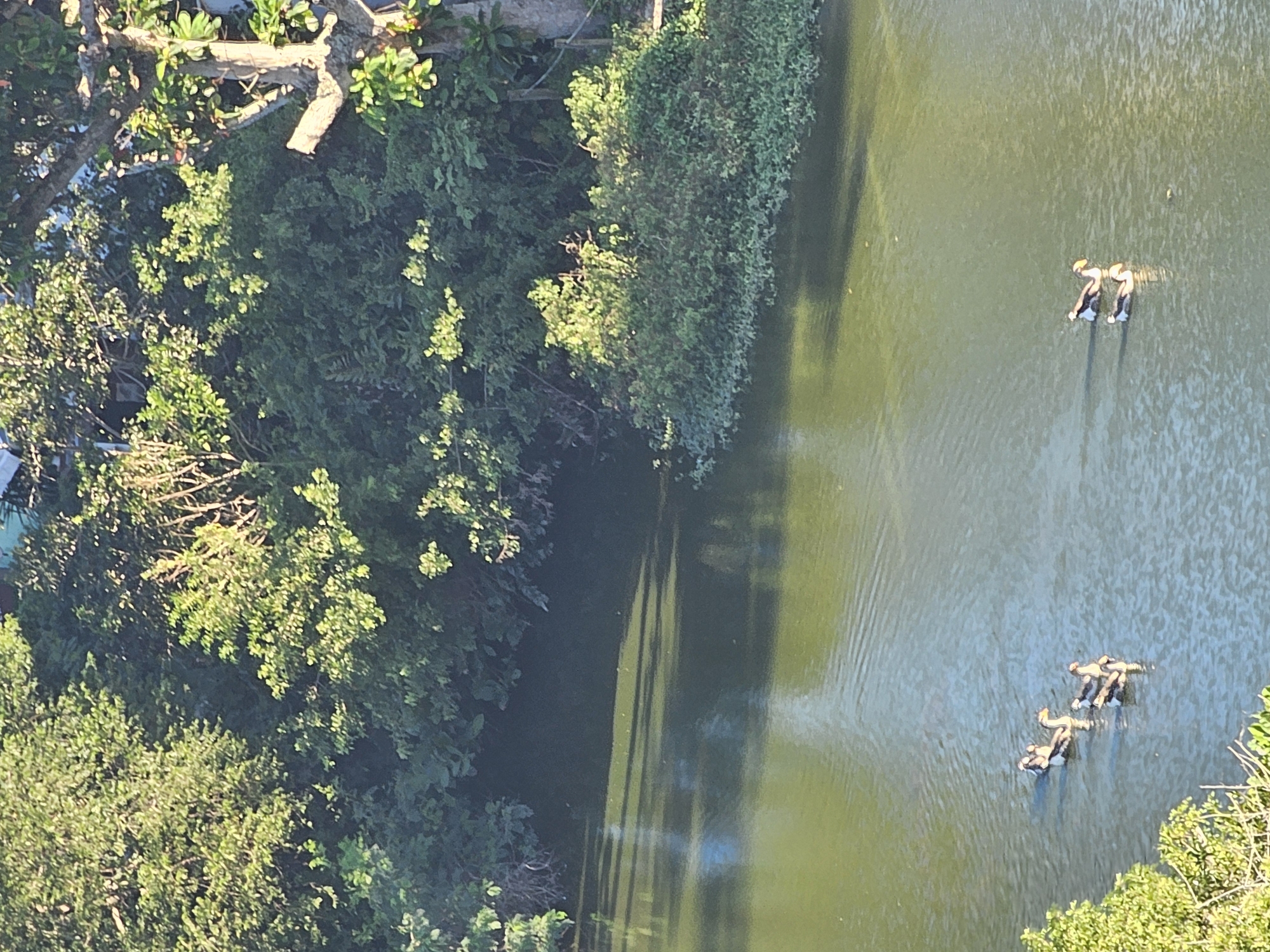 This aerial shot depicts a section of a waterway, likely a lagoon or canal, adjacent to dense vegetation. On the left side of the image, a variety of trees and shrubs form a thick green barrier. The waterway itself appears a murky green color, possibly indicating algae or sediment content. Two separate groups of swimmers are visible in the water. One group consists of two people, while the other group has three people. They appear to be paddling or swimming. The location is likely in or near Armação dos Búzios, Brazil, given the tropical vegetation and coastal setting.