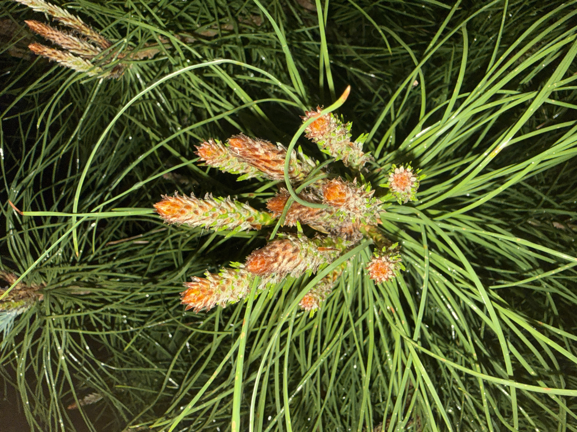 The image shows a close-up of pine needles and young pine cones. The needles are long, thin, and green, with a few scattered droplets on their surfaces, suggesting moisture. The pine cones are small, brown and orange, and appear to be in an early stage of development. The composition focuses on the texture and detail of the plant material. The location, Alanya, Turkey, is inferred as a possible geographic context.