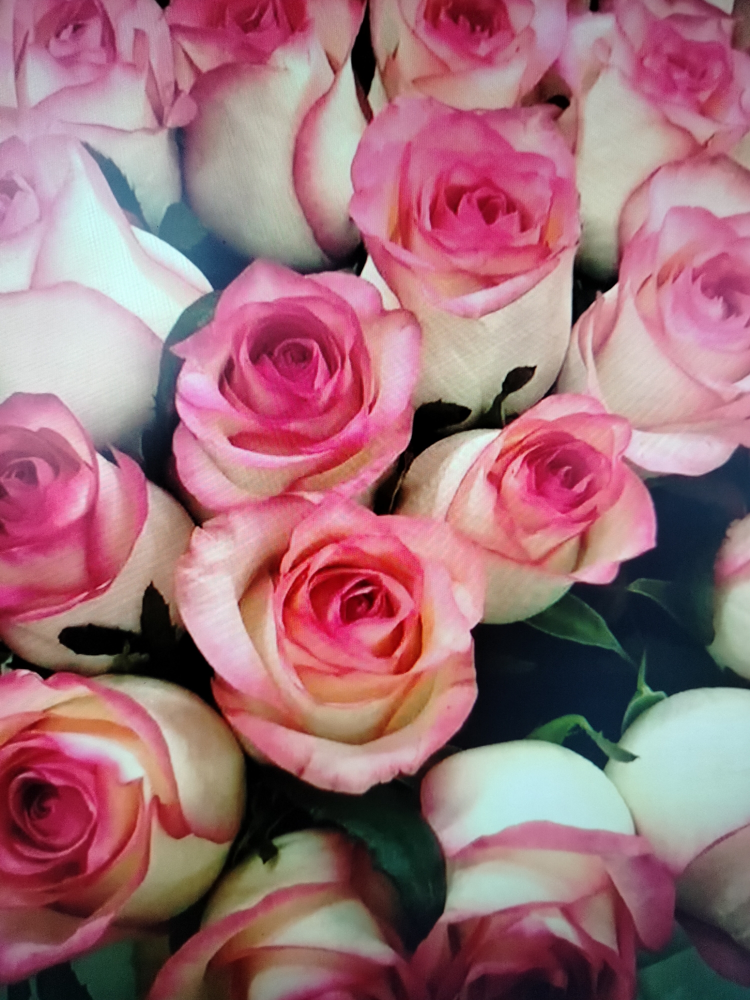 The image displays a close-up, overhead view of a bouquet of roses. The roses are predominantly white with vibrant pink edges on their petals, creating a gradient effect. Some roses are fully bloomed, revealing their intricate petal structures, while others are partially open. Dark green leaves are interspersed among the flowers. The background is dark and indistinct, focusing all attention on the roses. There is no indication of a specific location in Yashkino, Russia, or any people, actions, or interactions. The scene is purely a still life arrangement of flowers.