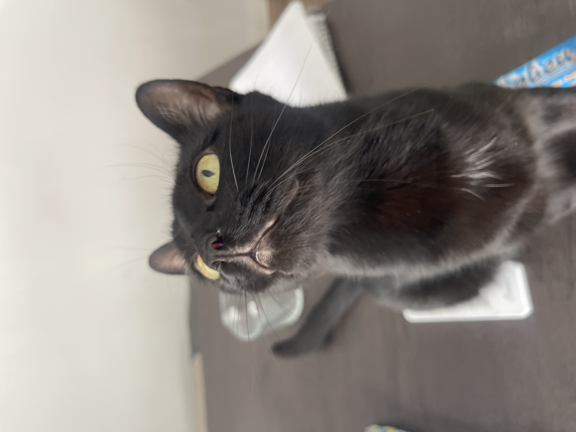A black cat with yellow eyes is looking up at the camera. The cat is indoors, sitting on a brown surface. A white piece of paper and a blue object are also visible in the background. The location is Paiporta, Spain.